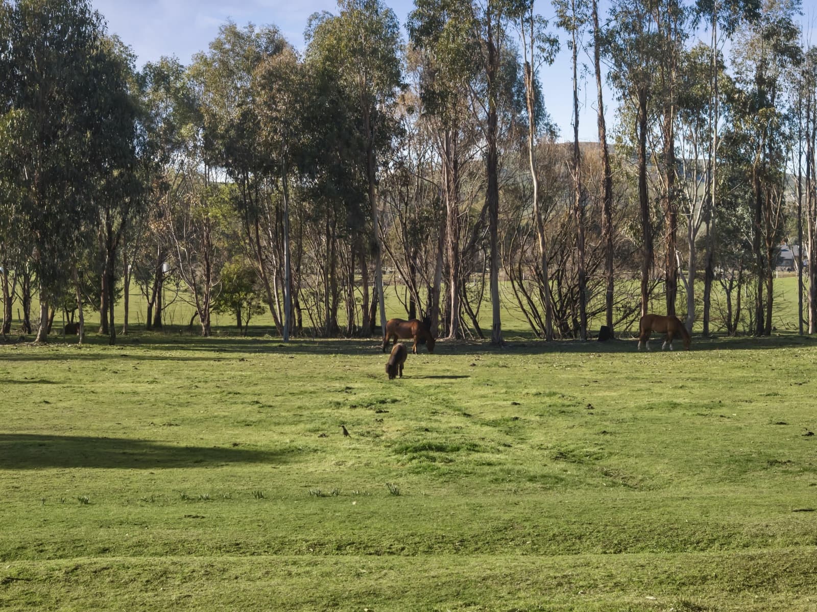 271 Mt Buller Road,Mansfield, Mansfield - Thumbnail 3