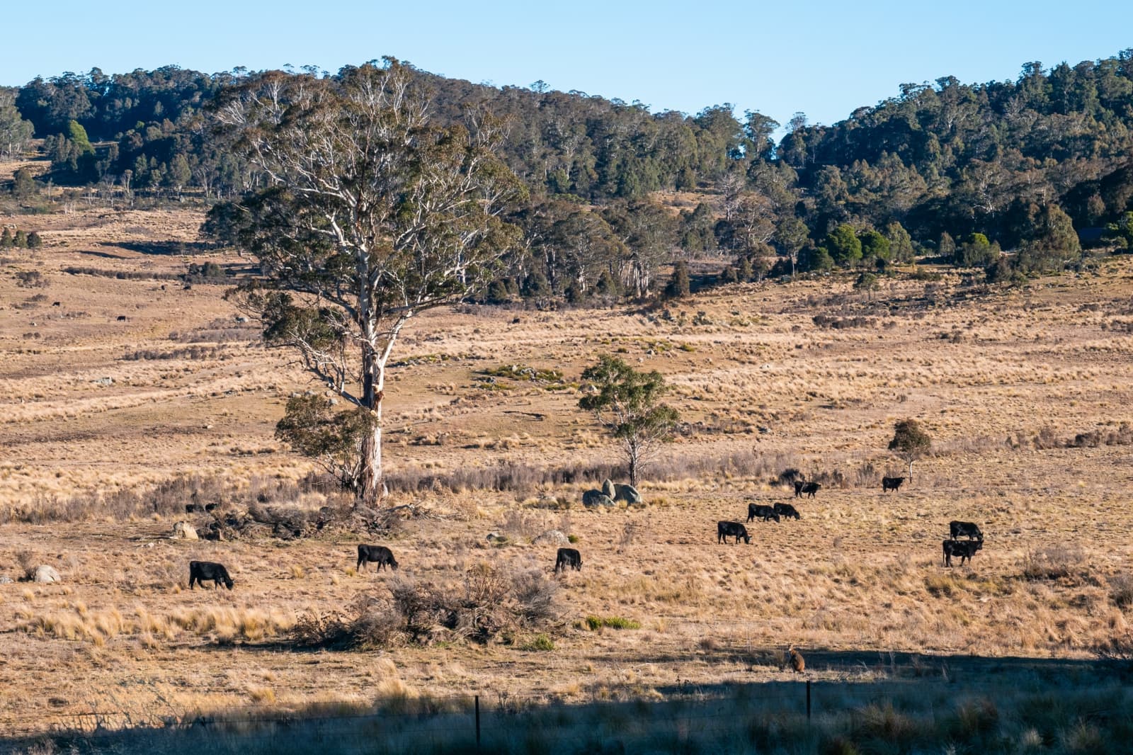 1974 Tuross Road,Kybeyan, Kybeyan - Image 1