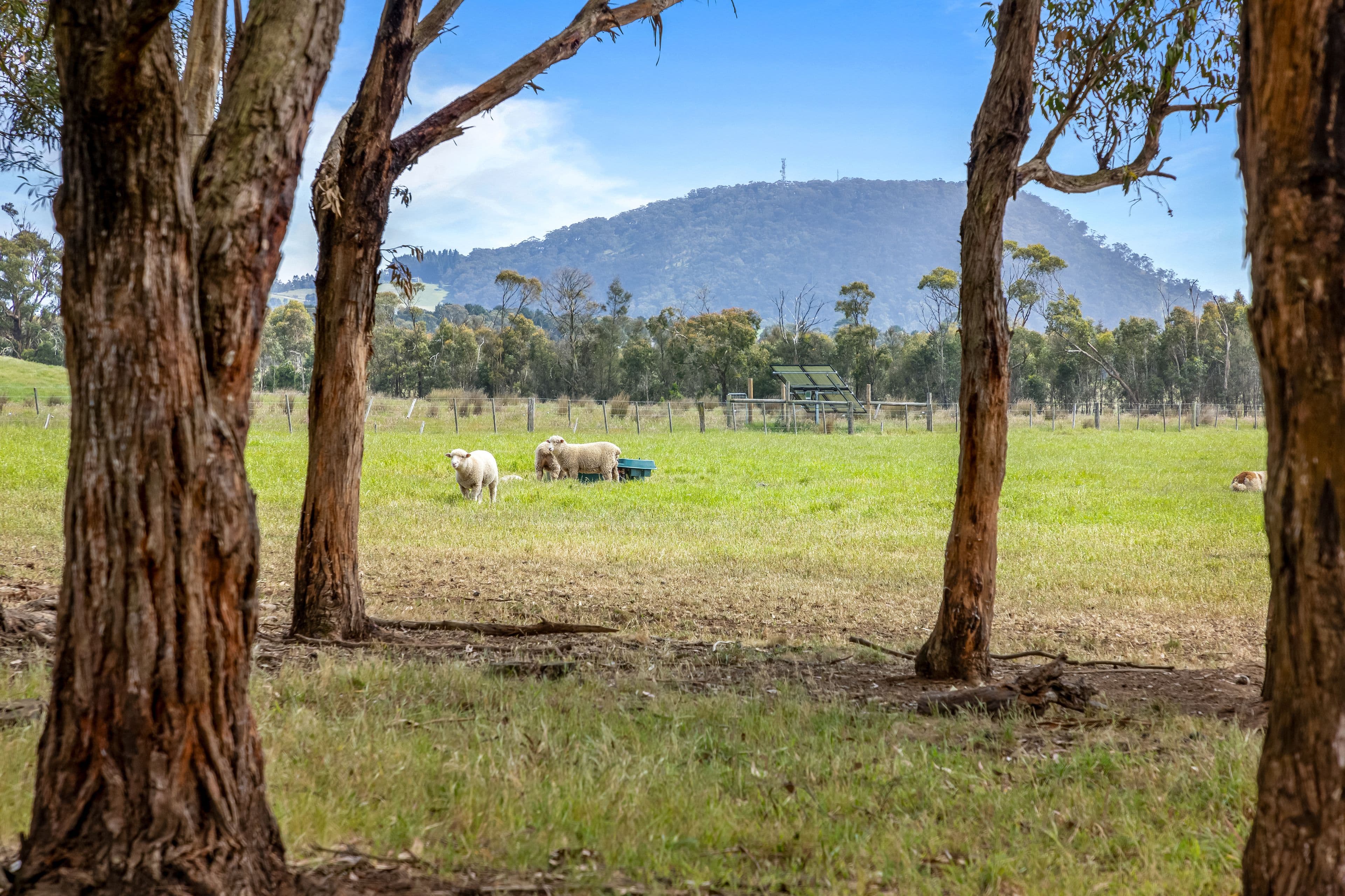 316 Pryors Road, Scotsburn VIC 3352, Scotsburn - Thumbnail 4