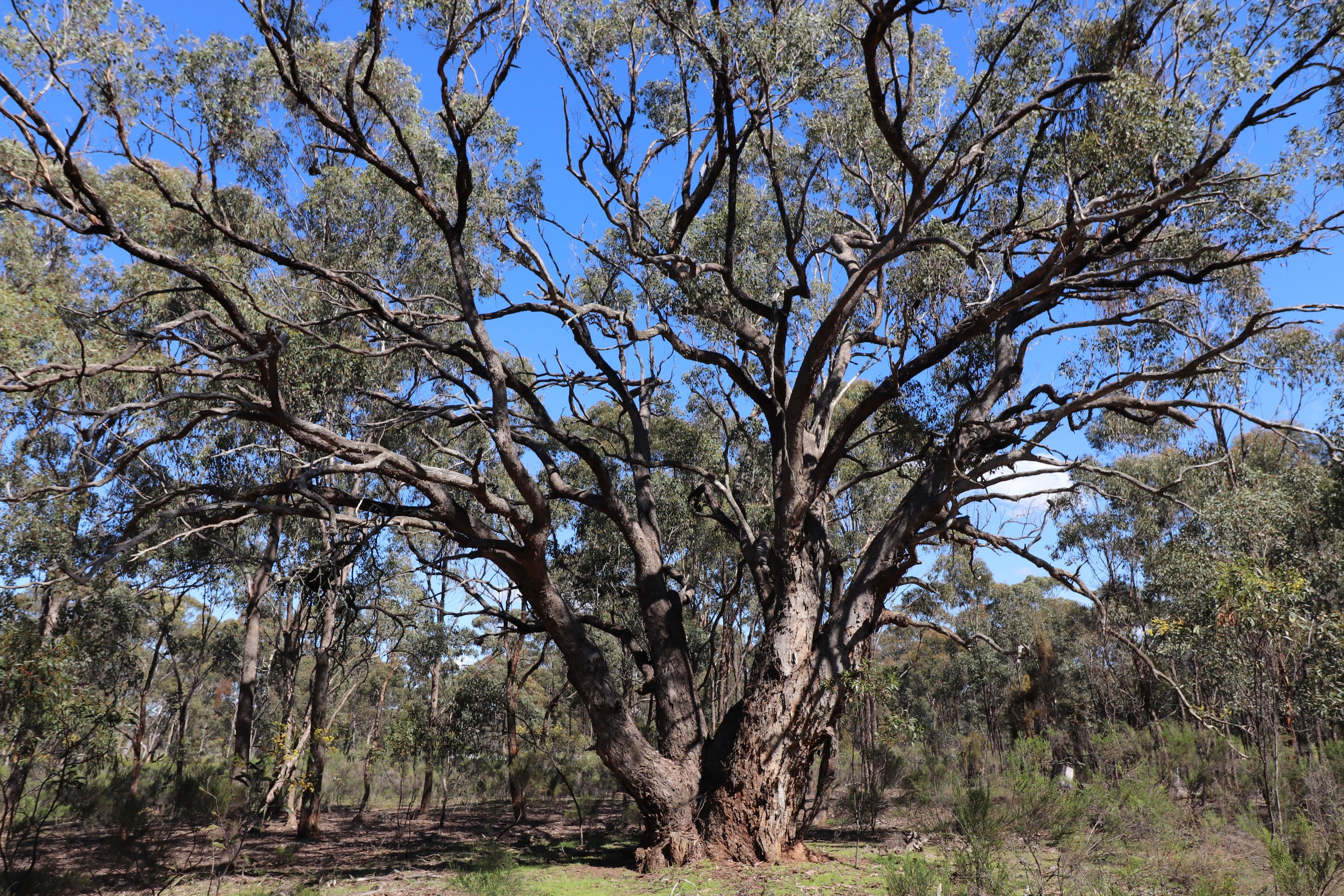 Lot 3 Buffalo Swamp Road, Whroo VIC 3612, Whroo - Thumbnail 3