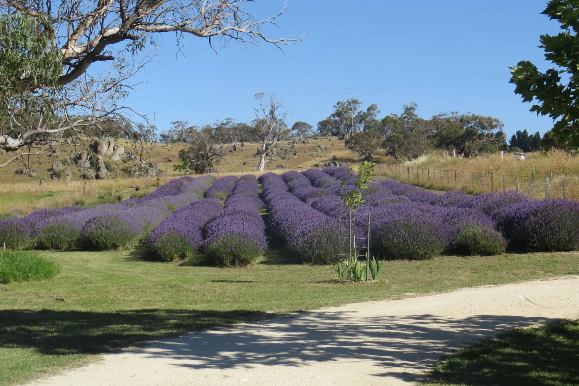 223 Gullies Road, Moonbah., Moonbah - Thumbnail 4