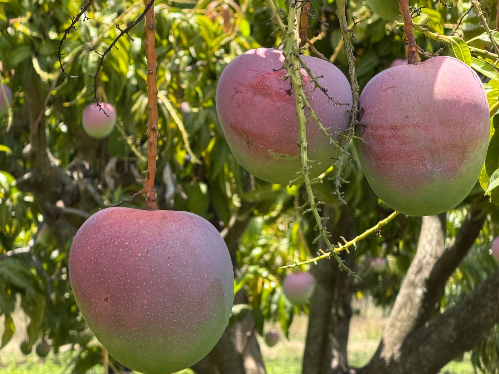 Chewko, QLD, 4880, Chewko - Thumbnail 6