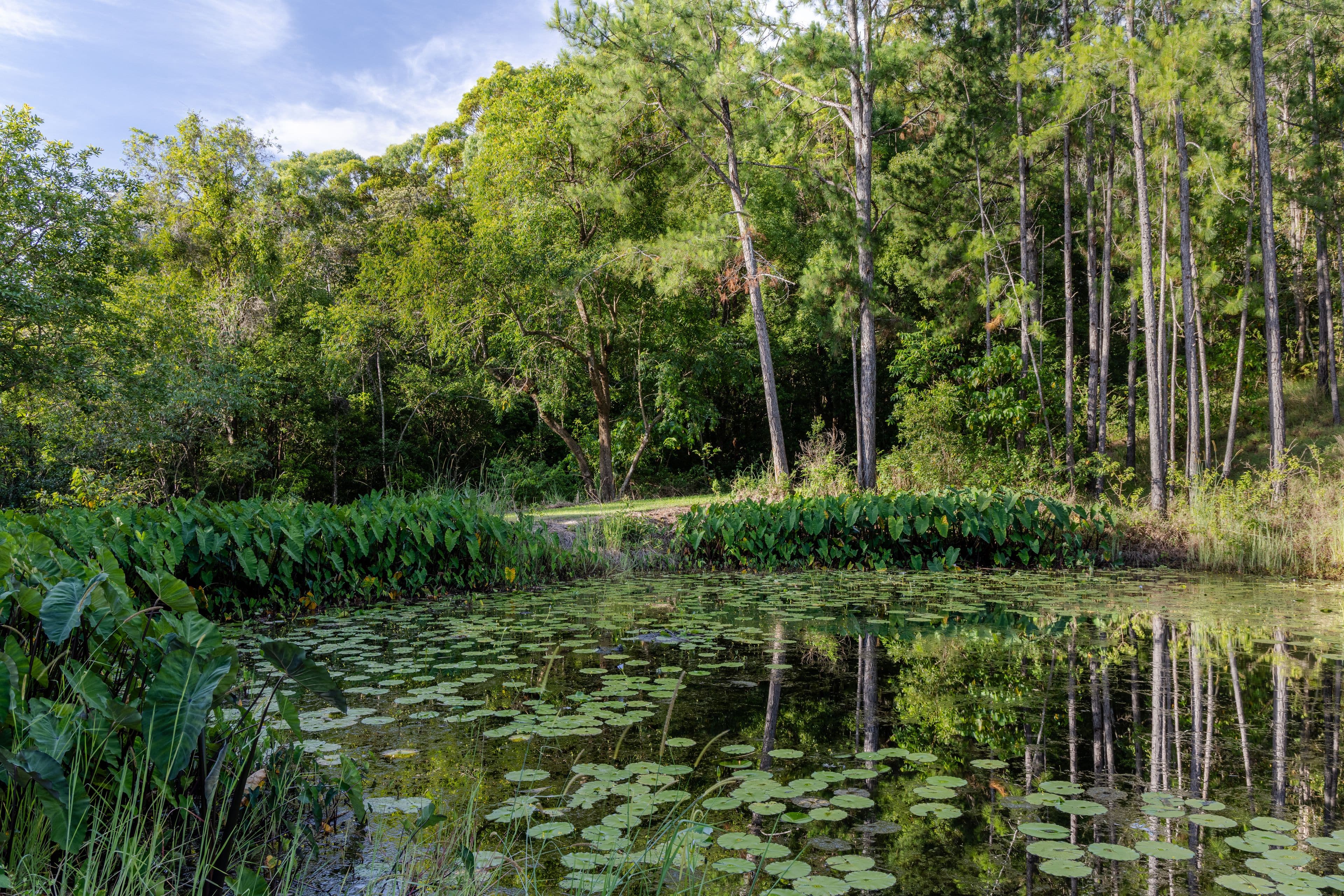 24 Cash Road, Eumundi QLD 4562, Eumundi - Thumbnail 7
