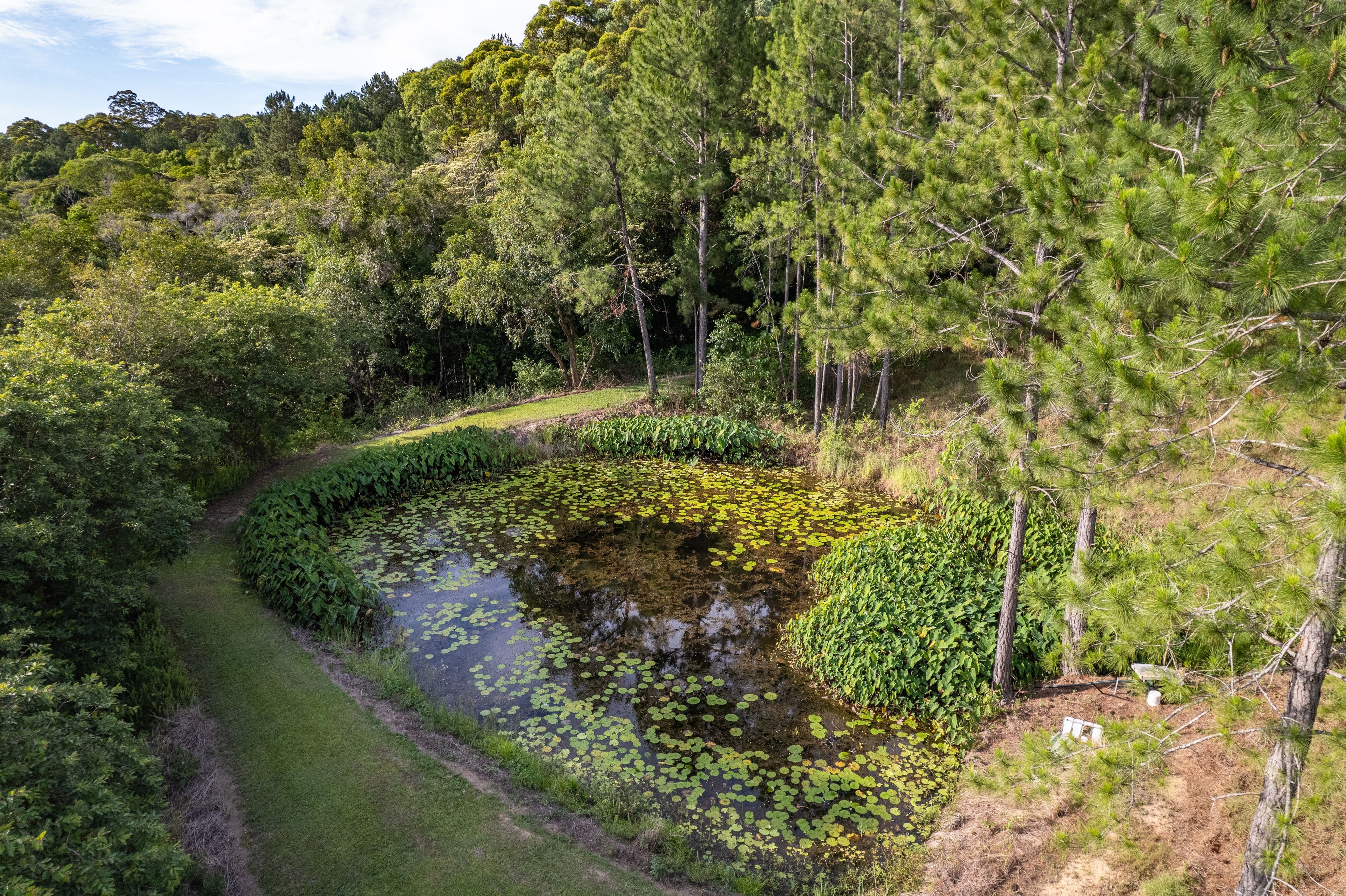 24 Cash Road, Eumundi QLD 4562, Eumundi - Thumbnail 8