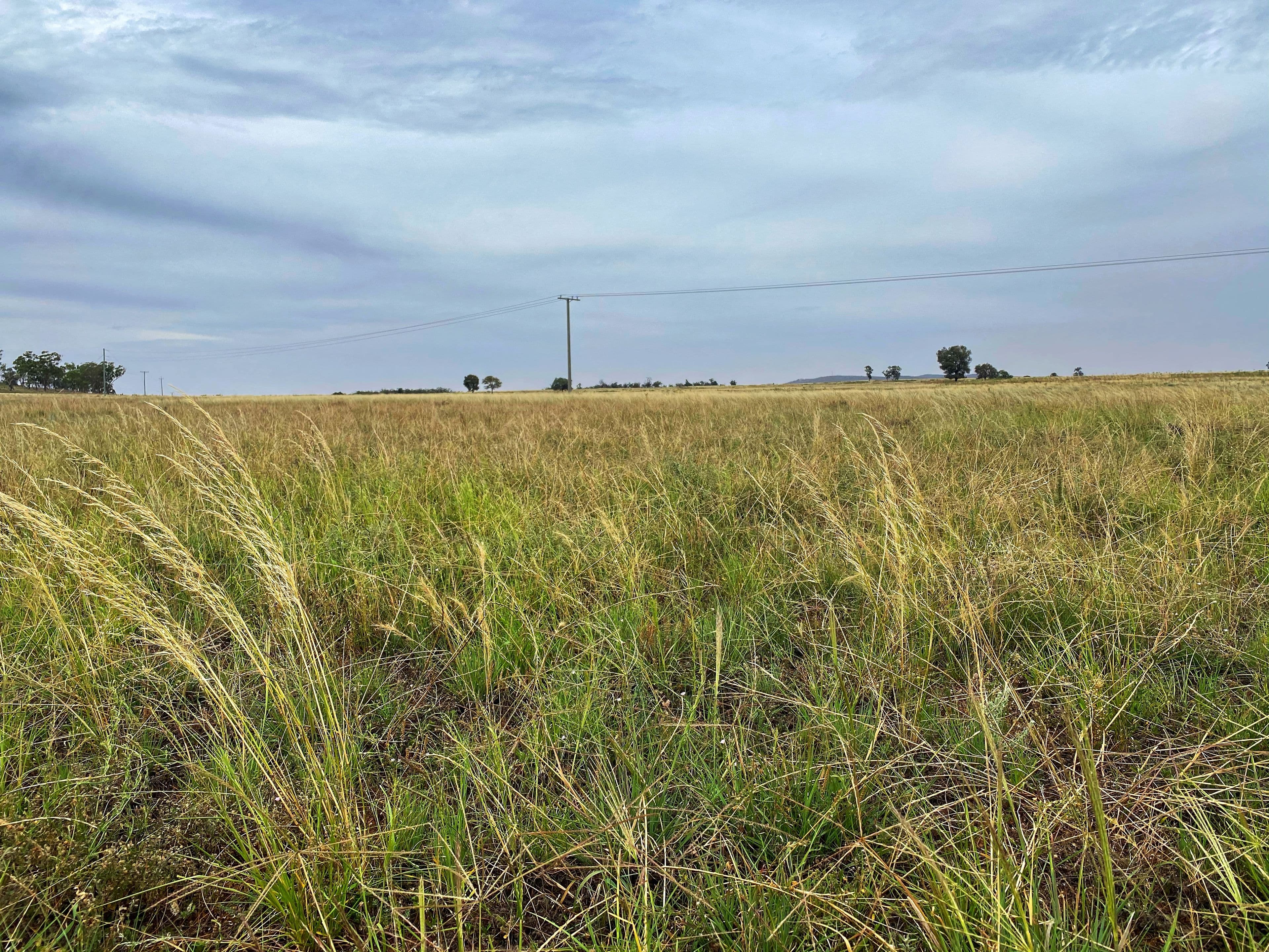 Fermoy 9286 The Bogan Way, TULLAMORE NSW 2874, Tullamore - Thumbnail 6
