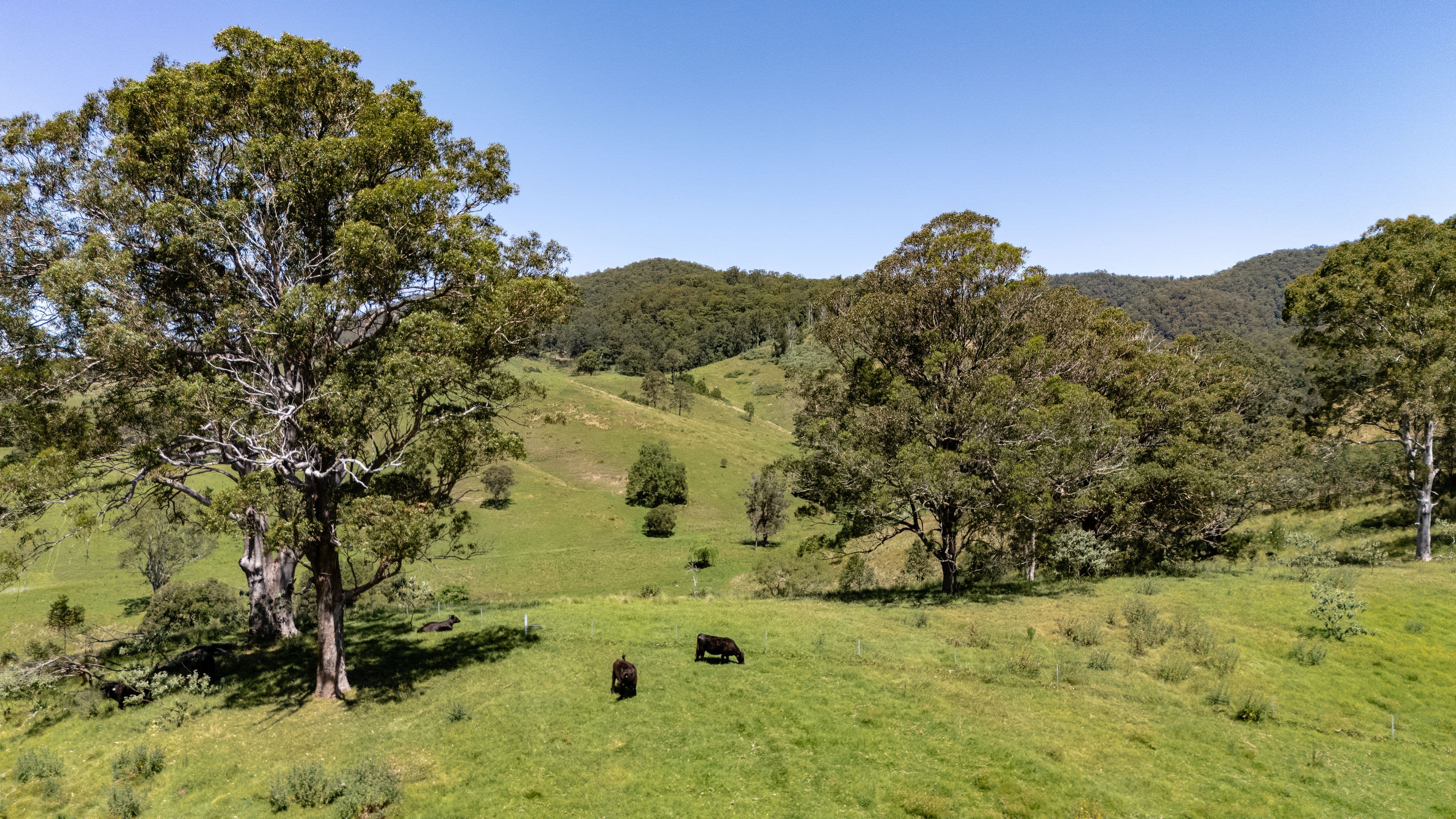 2/3-9  Armytage Street, Lorne, VIC, Lorne - Thumbnail 8