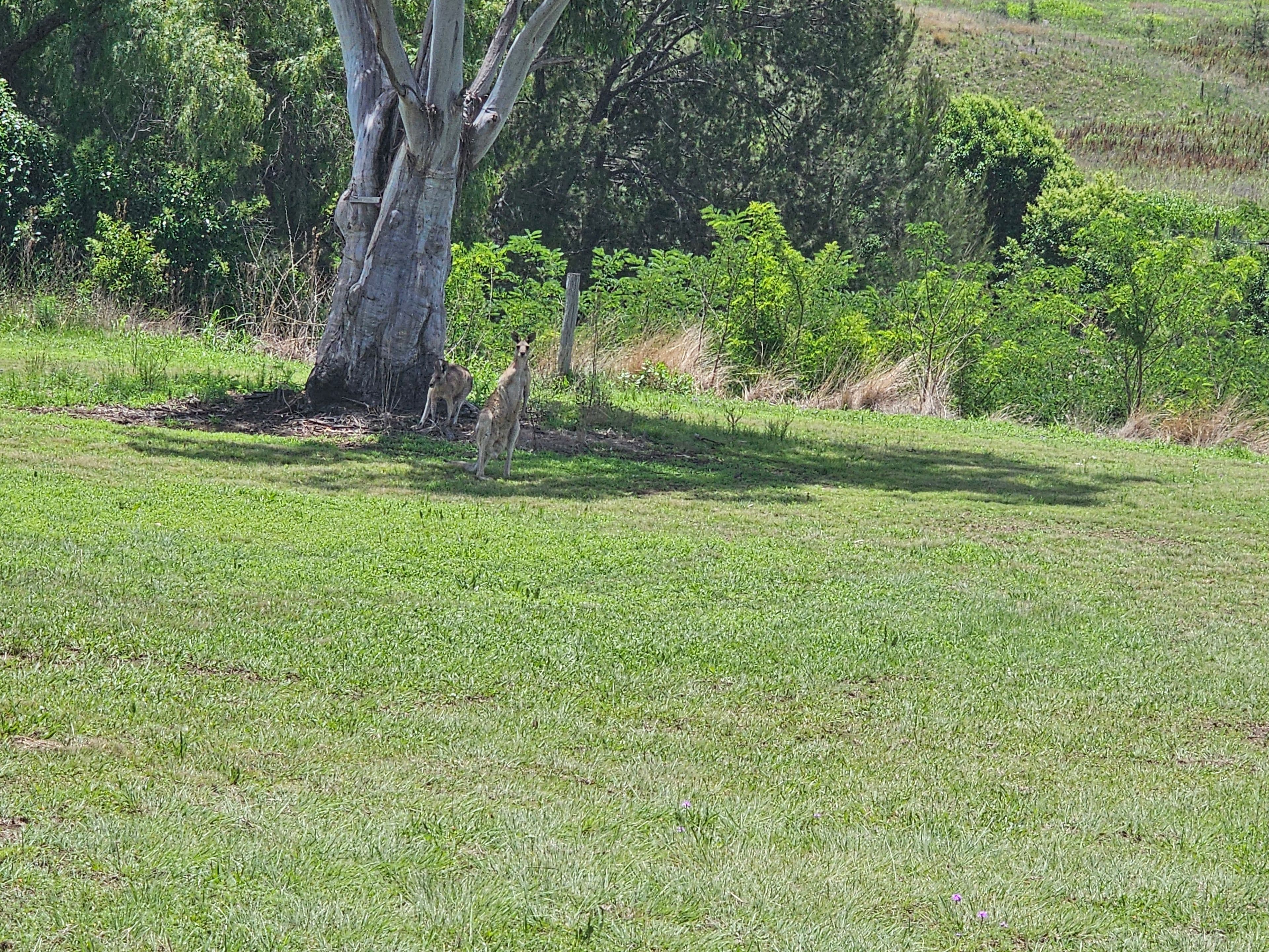 Lot 59 Watts Street, Maryvale QLD 4370, Maryvale - Image 1