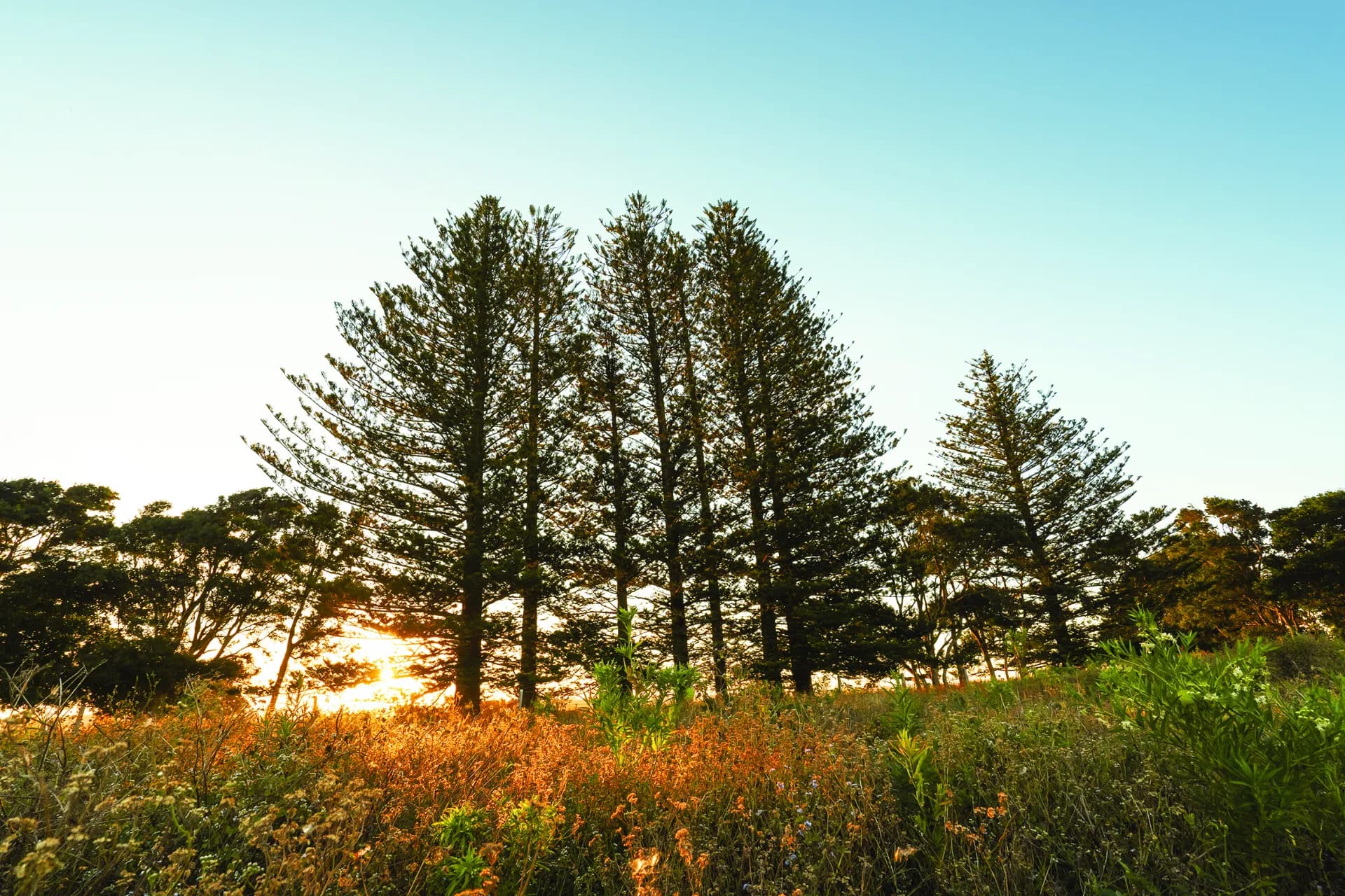 Lot 75, 78 Hutley Drive, Lennox Head, NSW, Lennox Head - Thumbnail 6