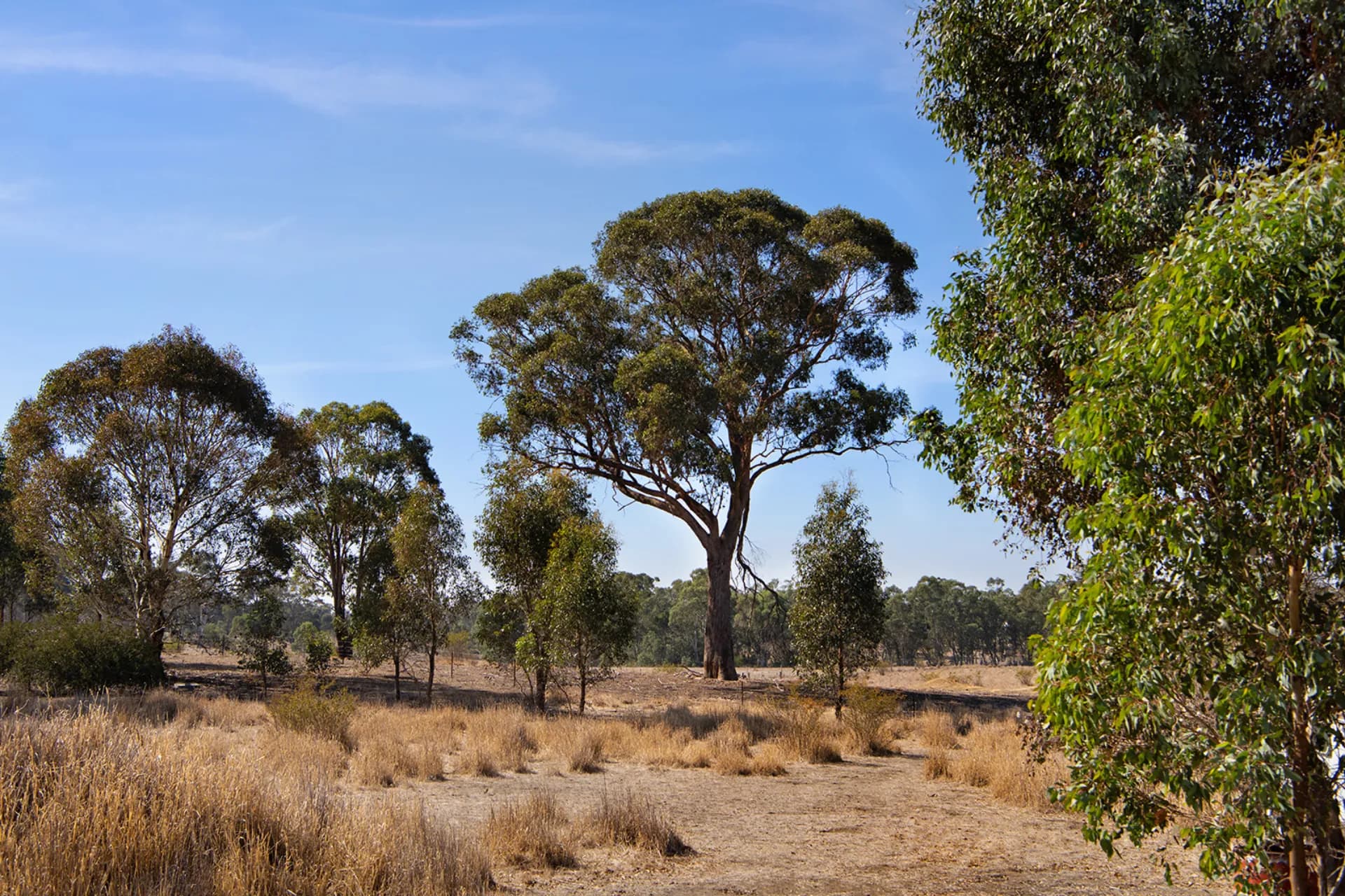 379 Sinclairs Road, Longlea, VIC, Longlea - Thumbnail 5