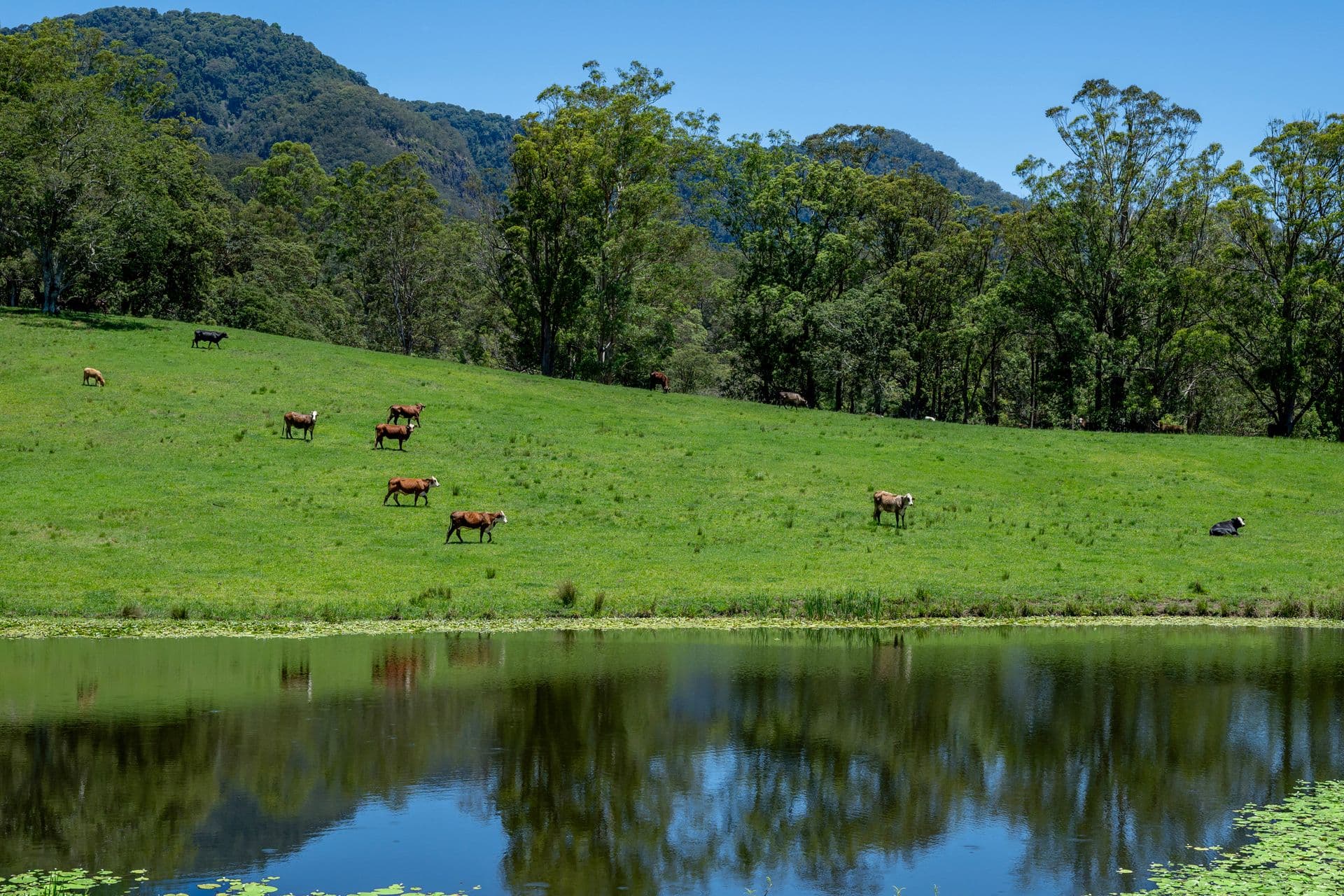 148 Pine Log Road, Doon Doon - Thumbnail 4