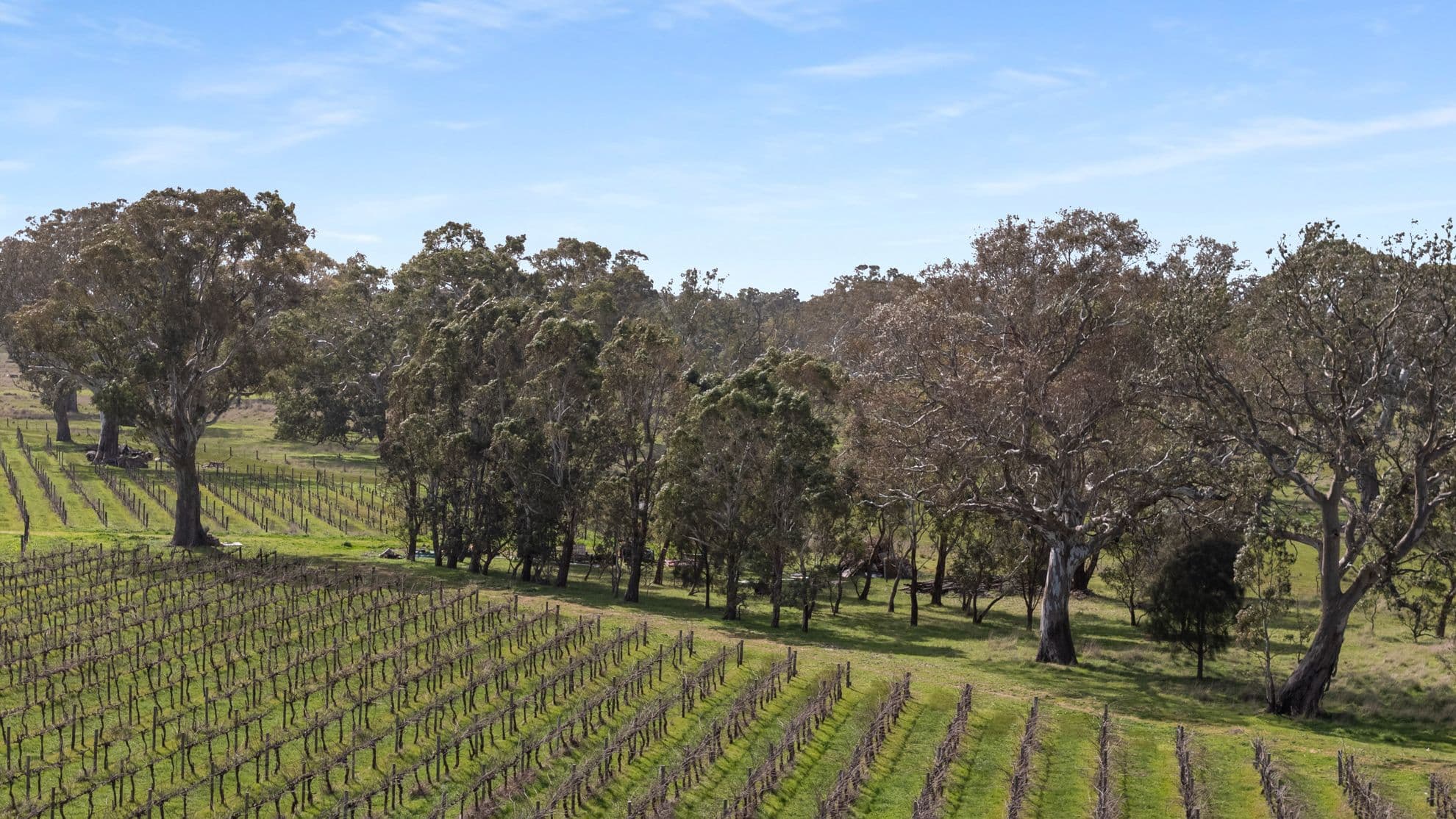 108 Dergholm Road, Penola SA 5277, Penola - Thumbnail 8