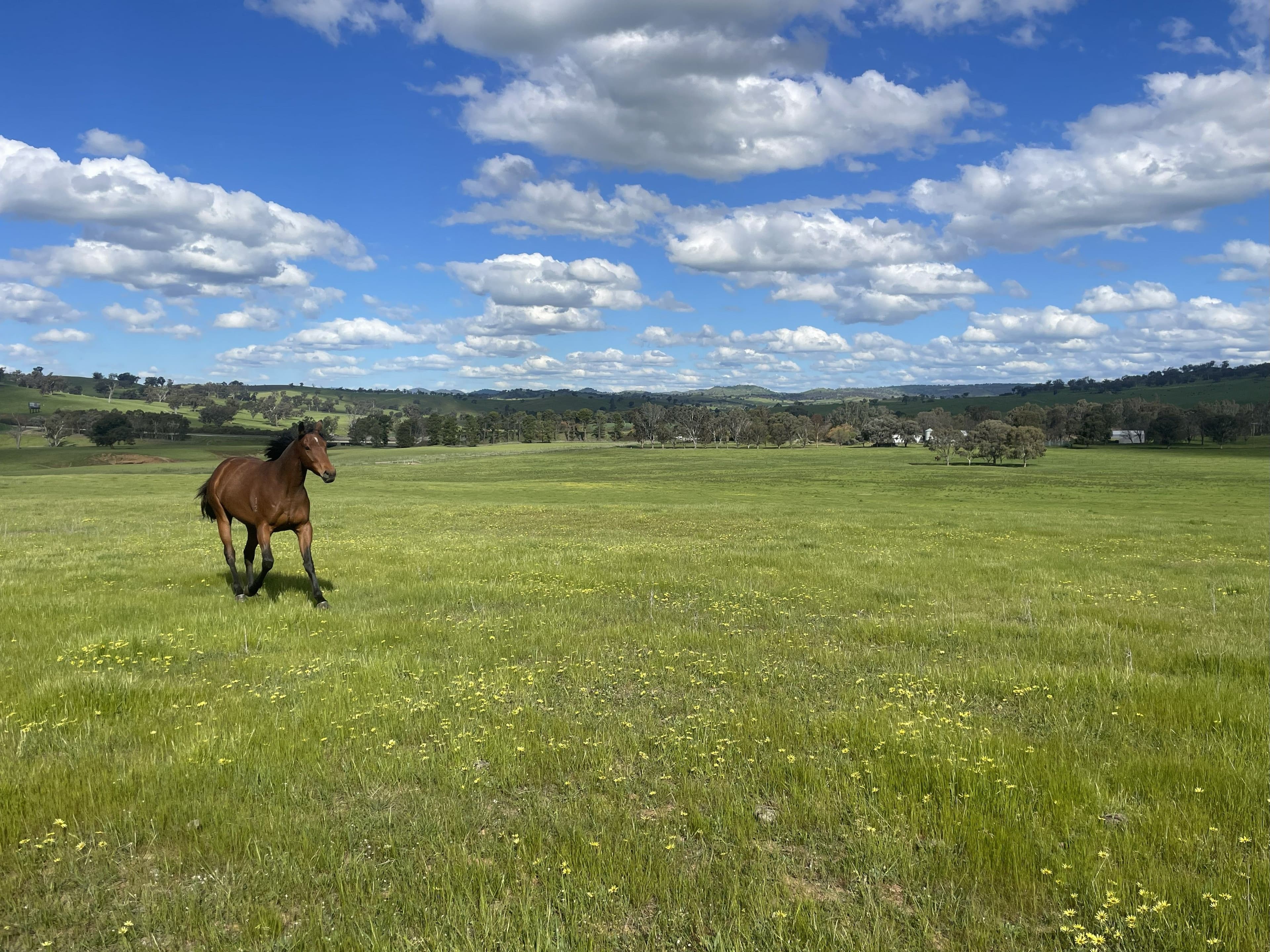 Cooney's Creek Road, Jugiong NSW 2726, Jugiong - Thumbnail 3