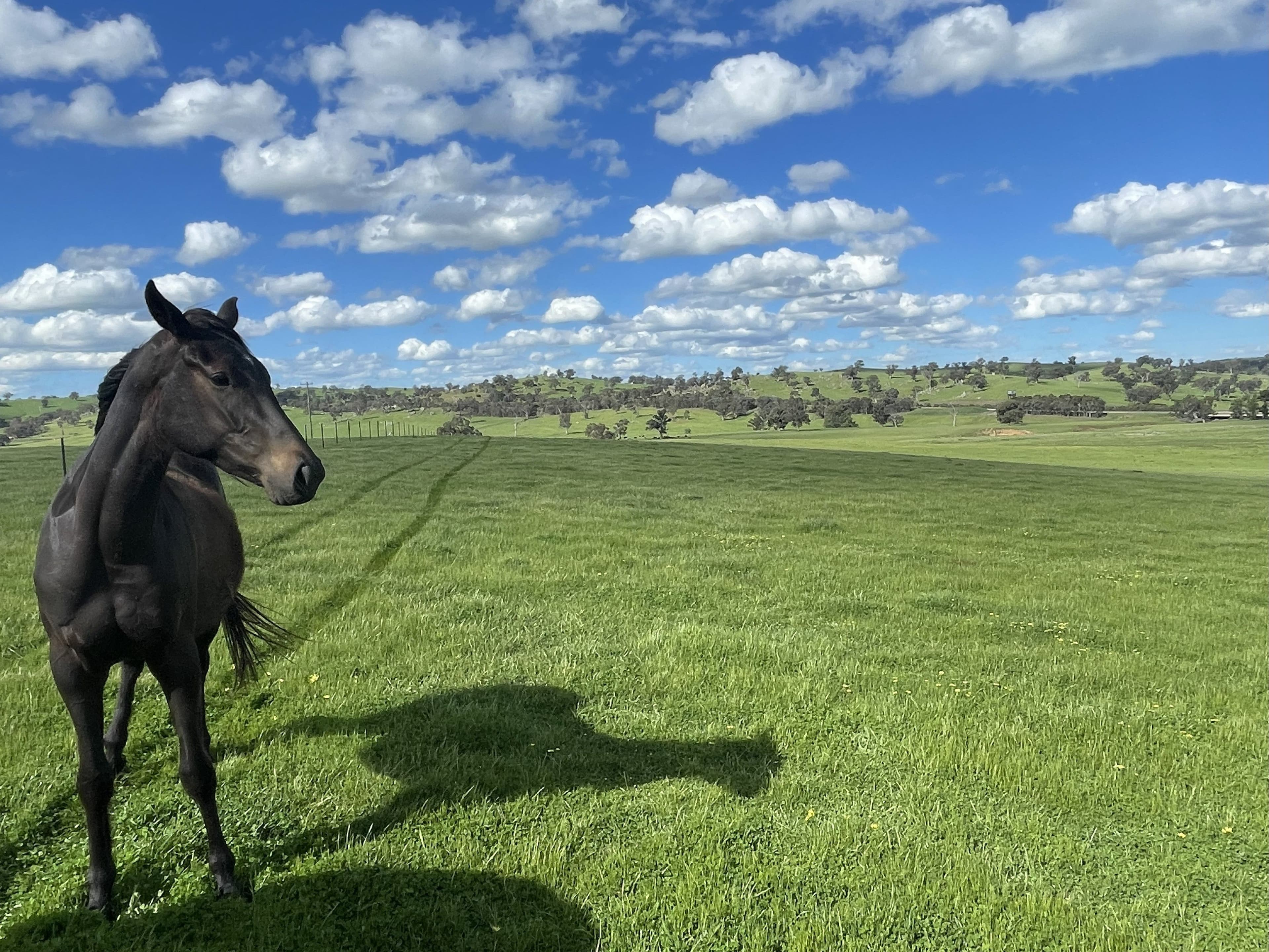 Cooney's Creek Road, Jugiong NSW 2726, Jugiong - Thumbnail 4