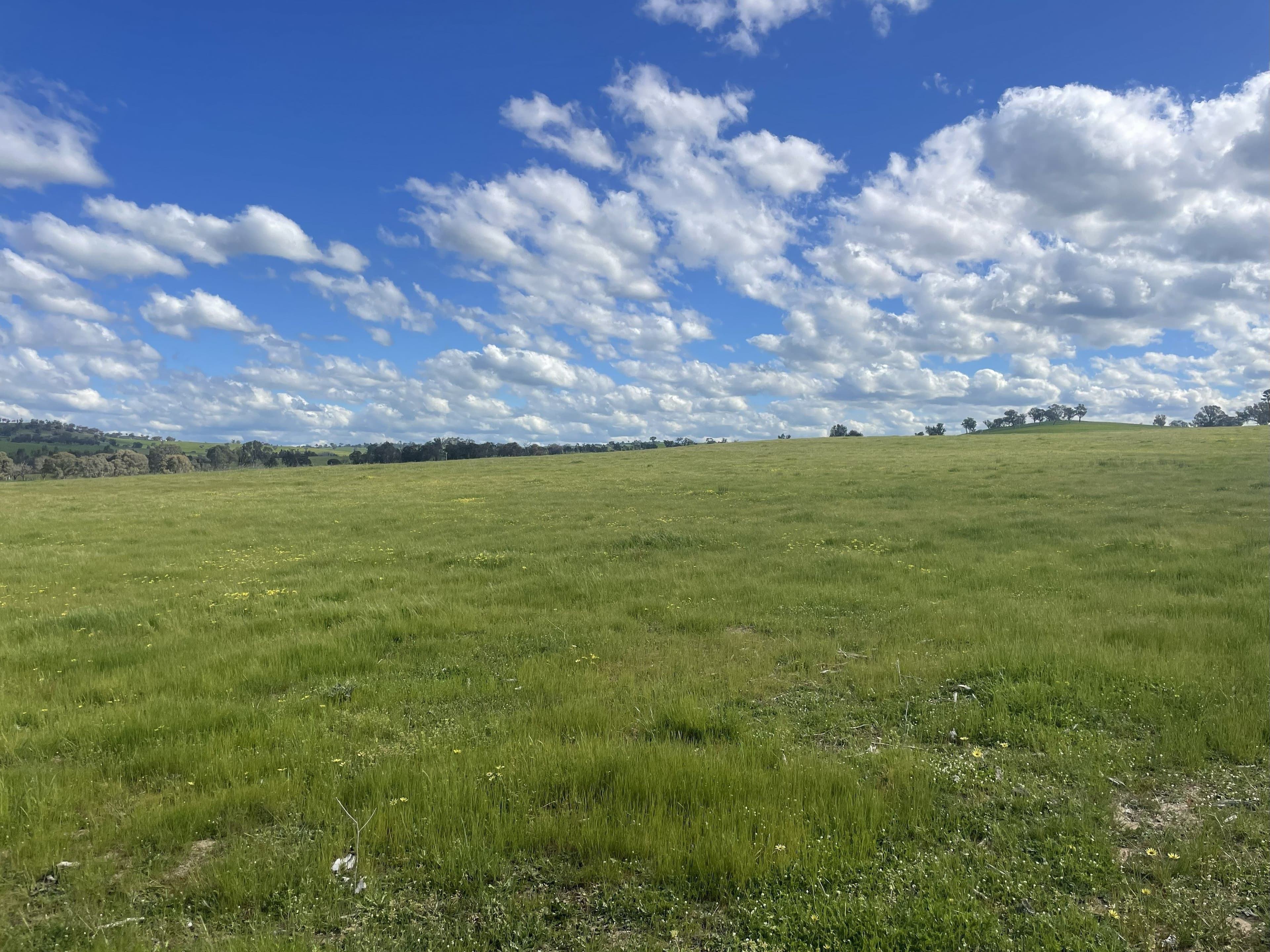 Cooney's Creek Road, Jugiong NSW 2726, Jugiong - Thumbnail 6