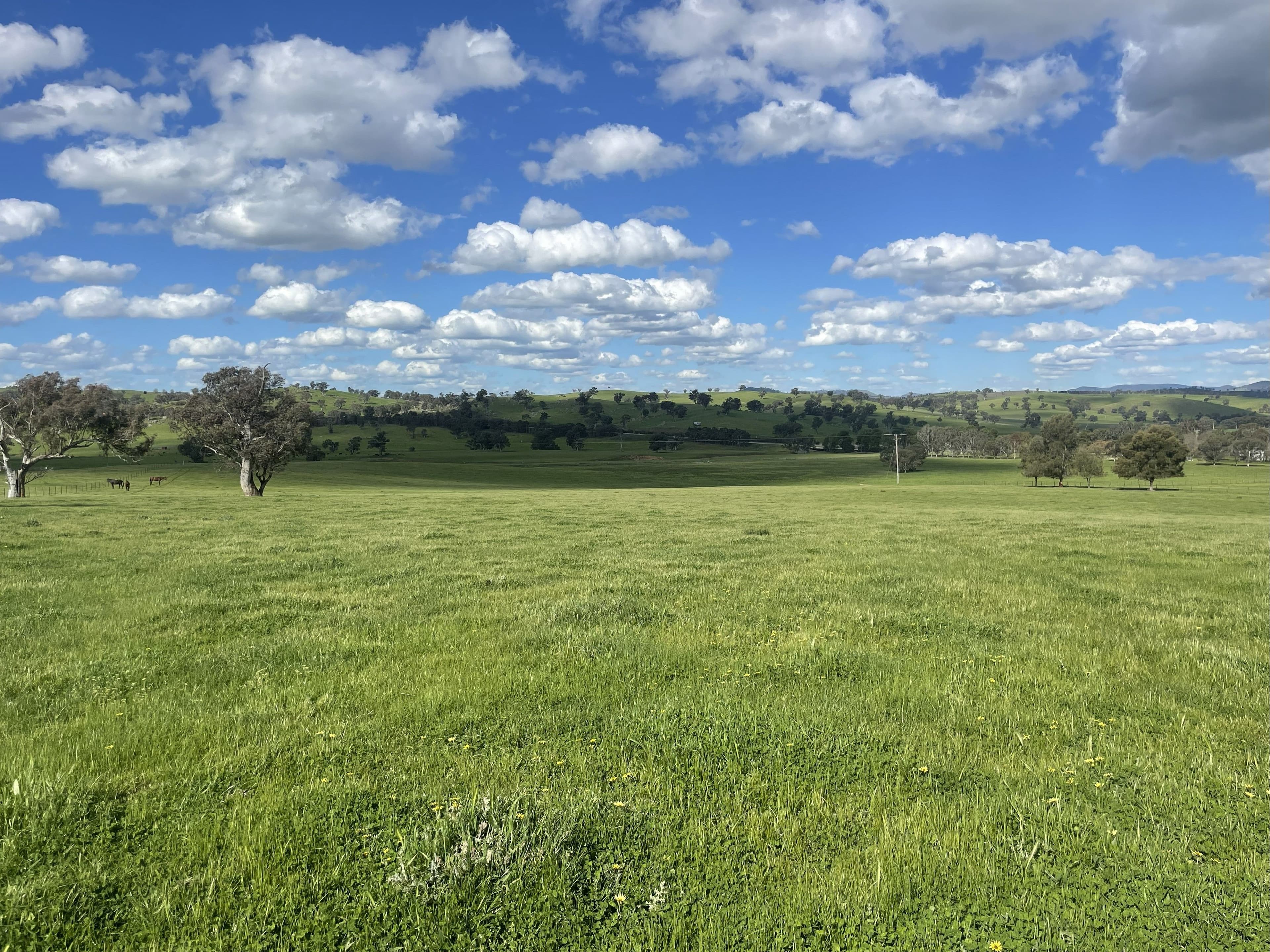 Cooney's Creek Road, Jugiong NSW 2726, Jugiong - Thumbnail 7