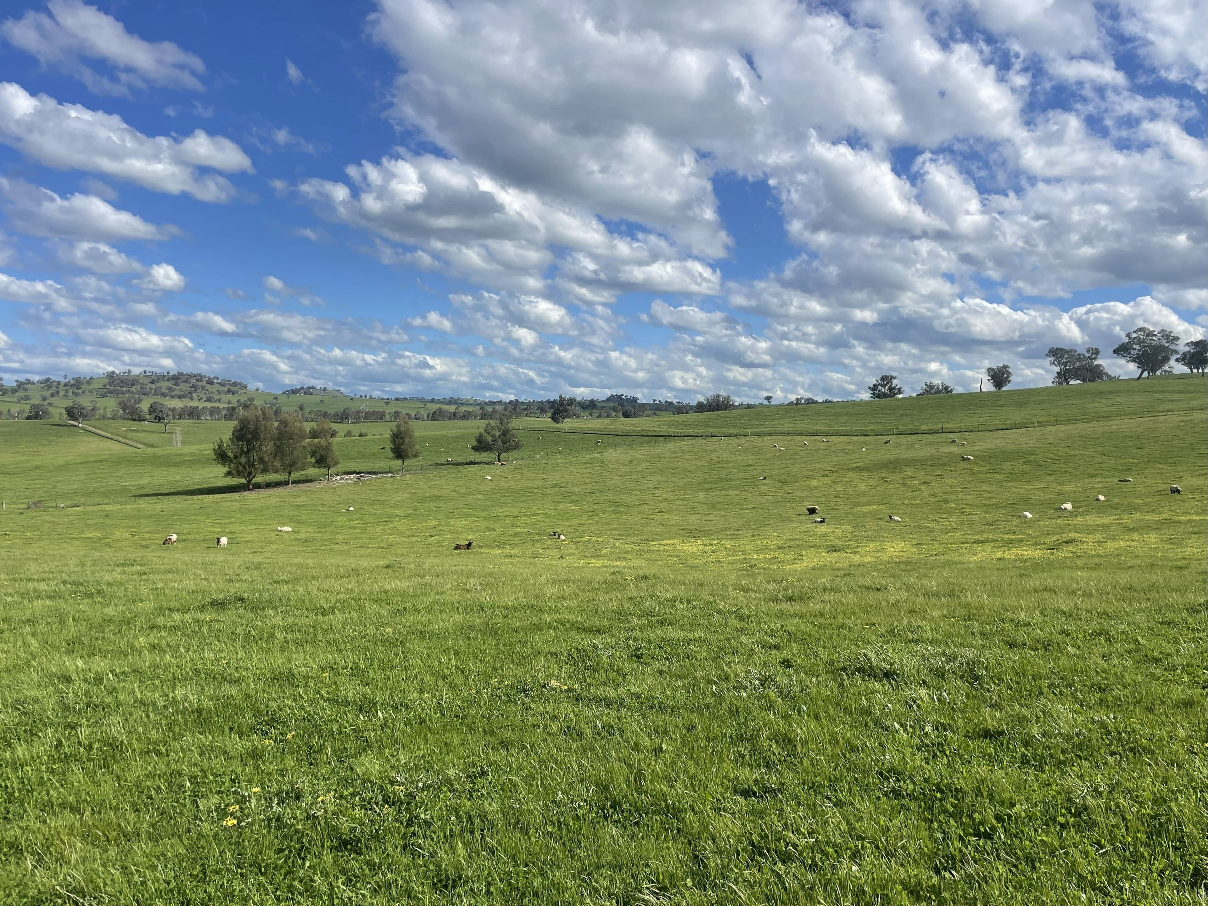 Cooney's Creek Road, Jugiong NSW 2726, Jugiong - Thumbnail 8