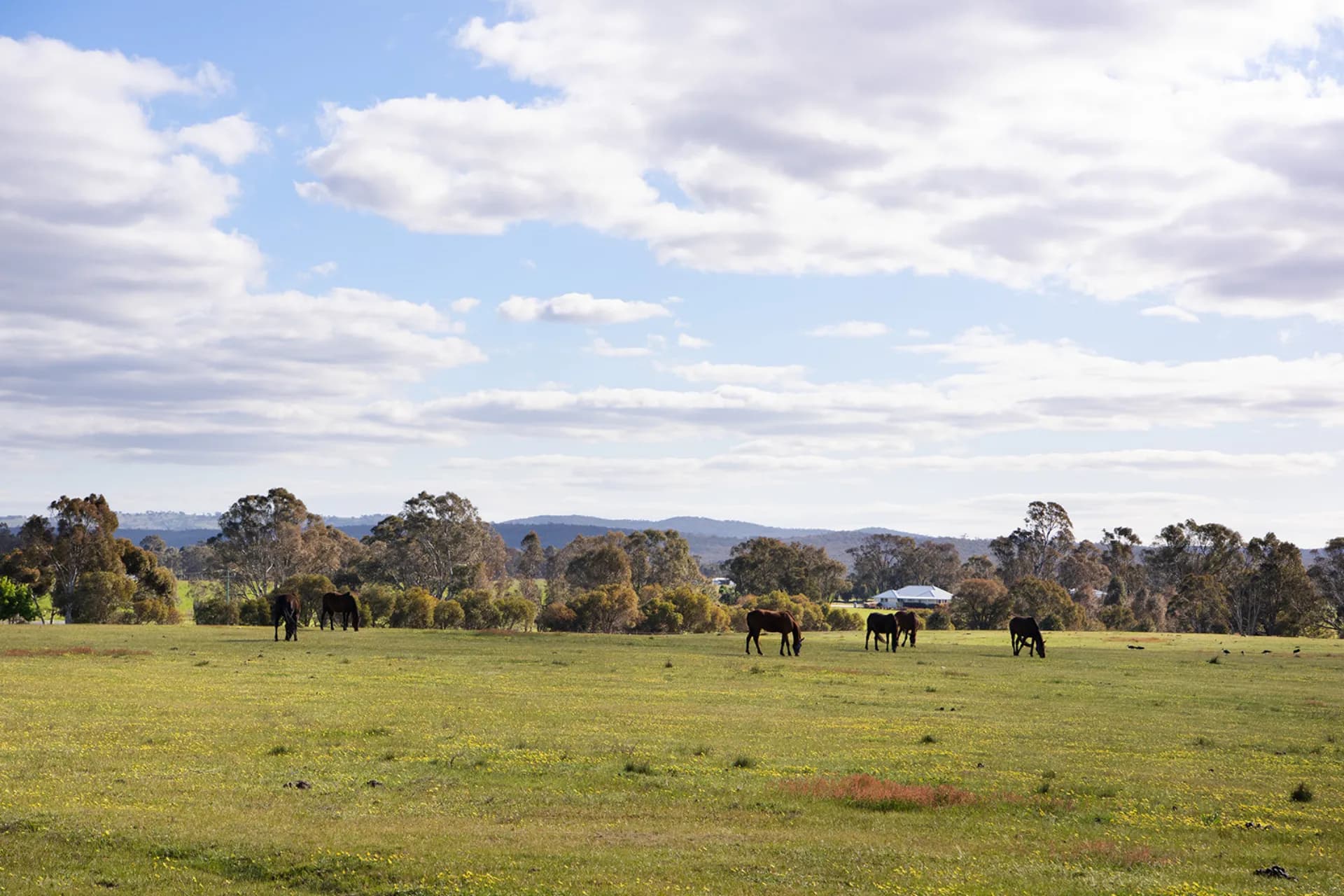 Lot 4,  Axe Creek  Road, Axe Creek, VIC, Axe Creek - Thumbnail 2