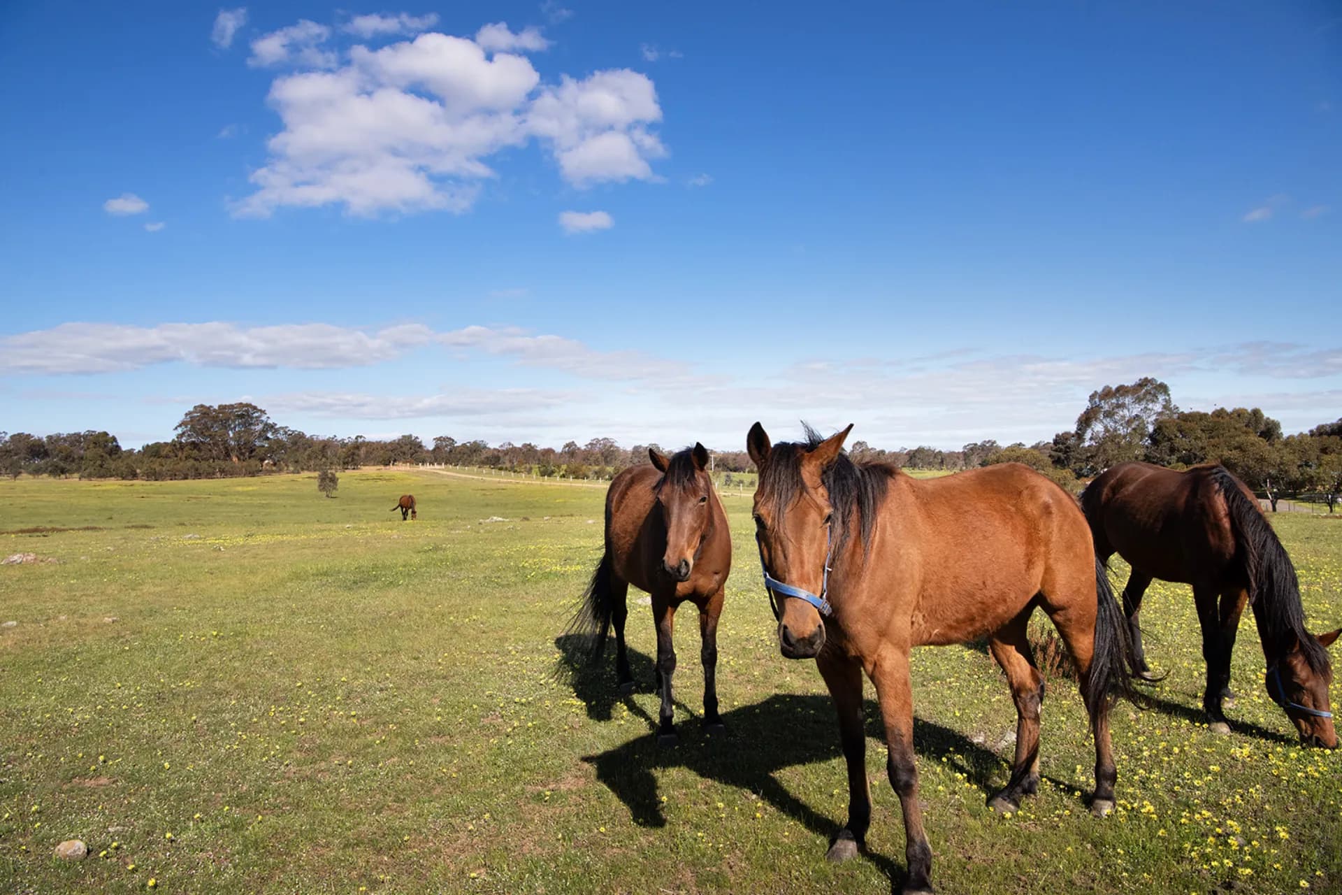Lot 4,  Axe Creek  Road, Axe Creek, VIC, Axe Creek - Thumbnail 4