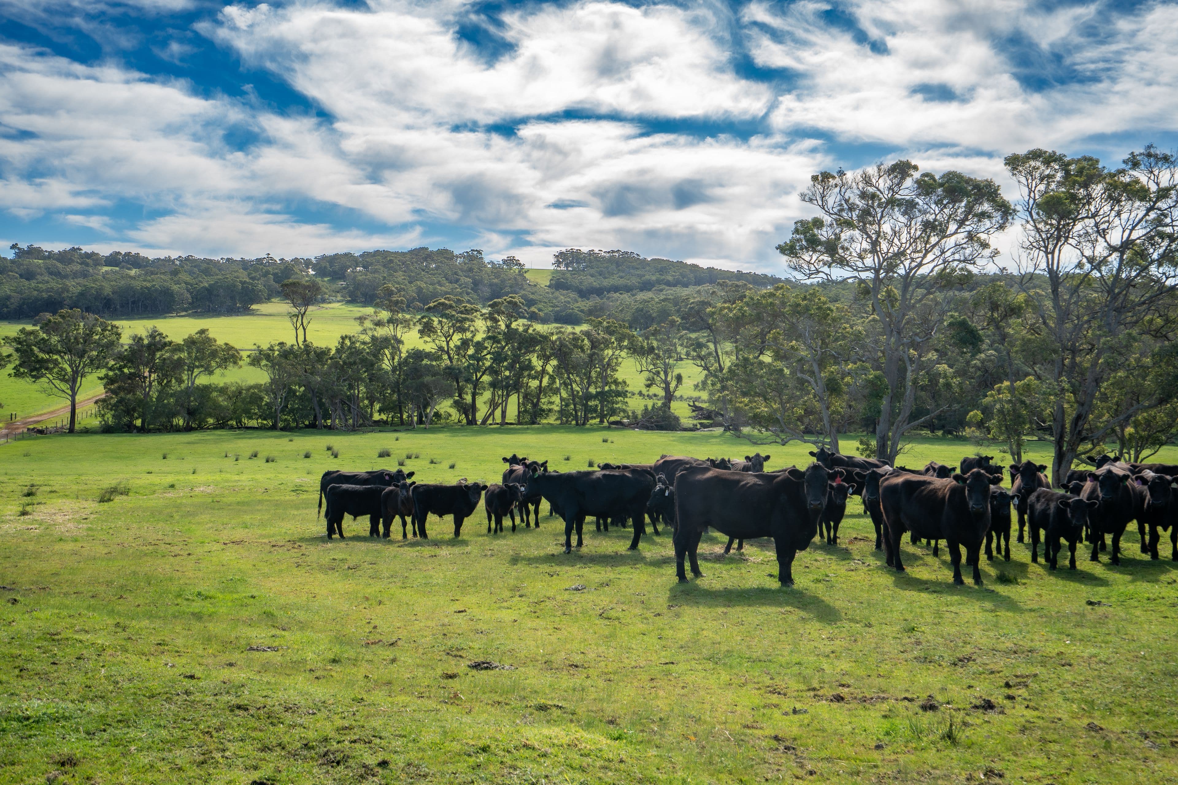 461 Nanarup Road, Kalgan WA 6330, Kalgan - Thumbnail 3