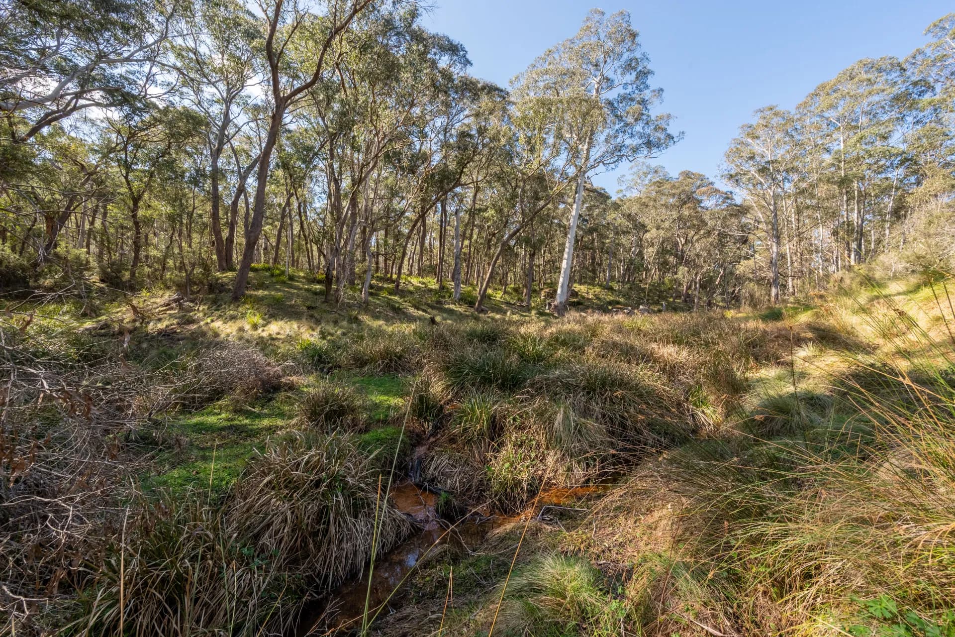 153 Blue Bush  Road, Wyanbene, NSW, Wyanbene - Image 1