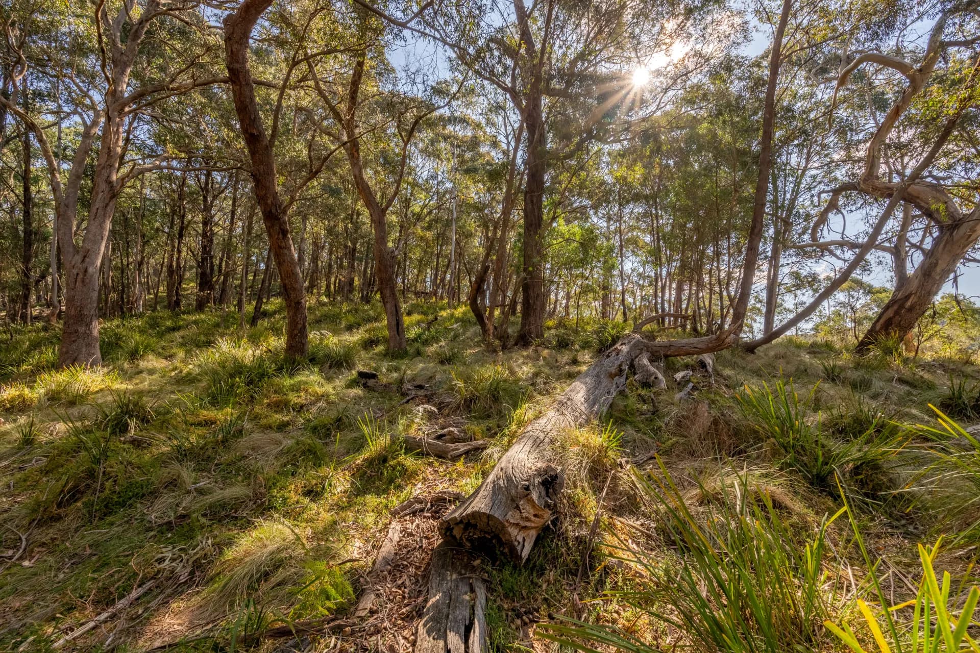 153 Blue Bush  Road, Wyanbene, NSW, Wyanbene - Thumbnail 3