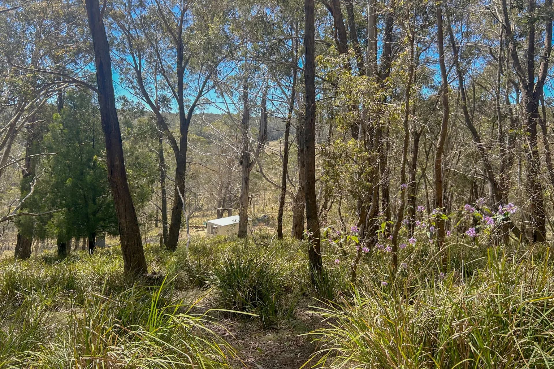 153 Blue Bush  Road, Wyanbene, NSW, Wyanbene - Thumbnail 4