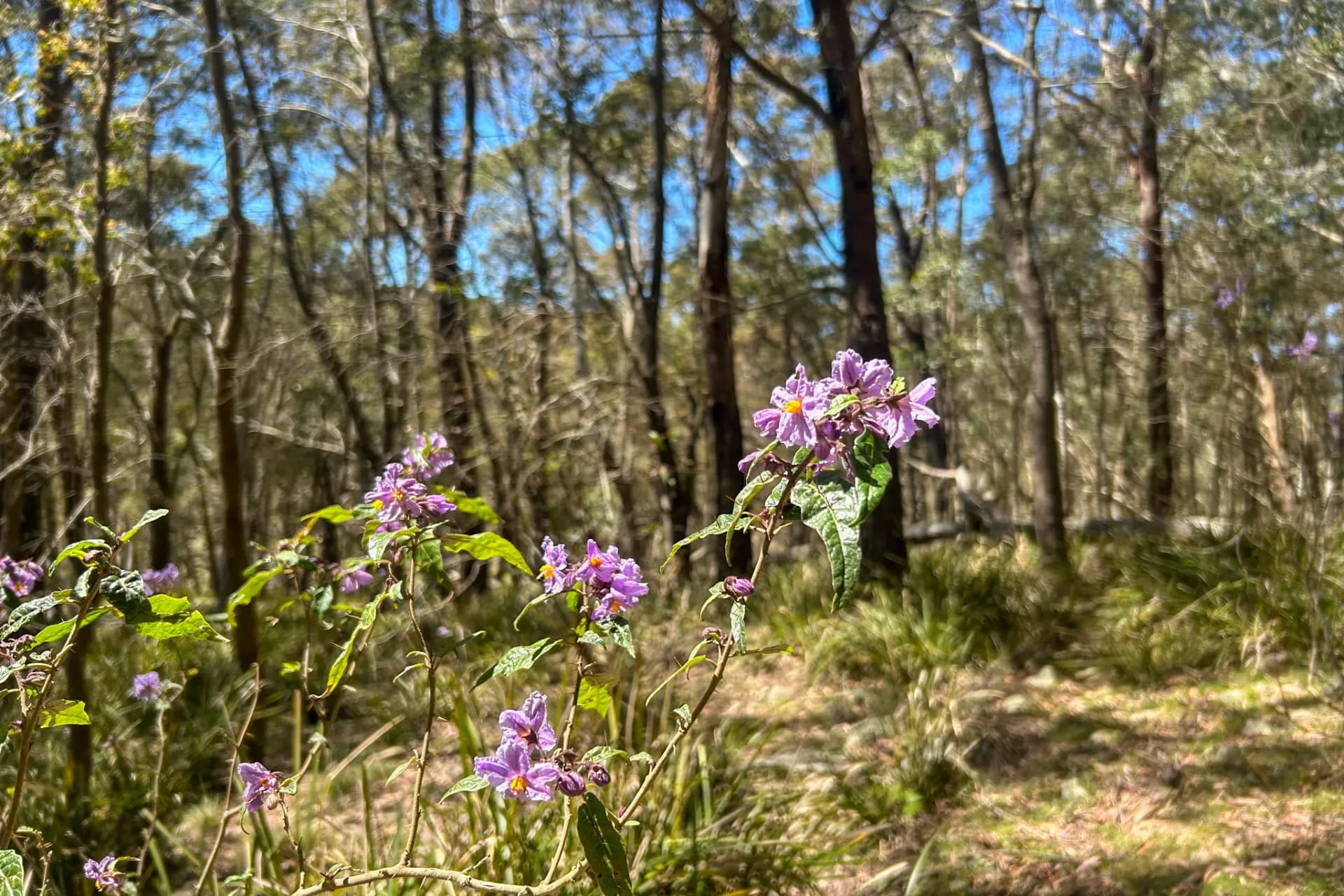 153 Blue Bush  Road, Wyanbene, NSW, Wyanbene - Thumbnail 5