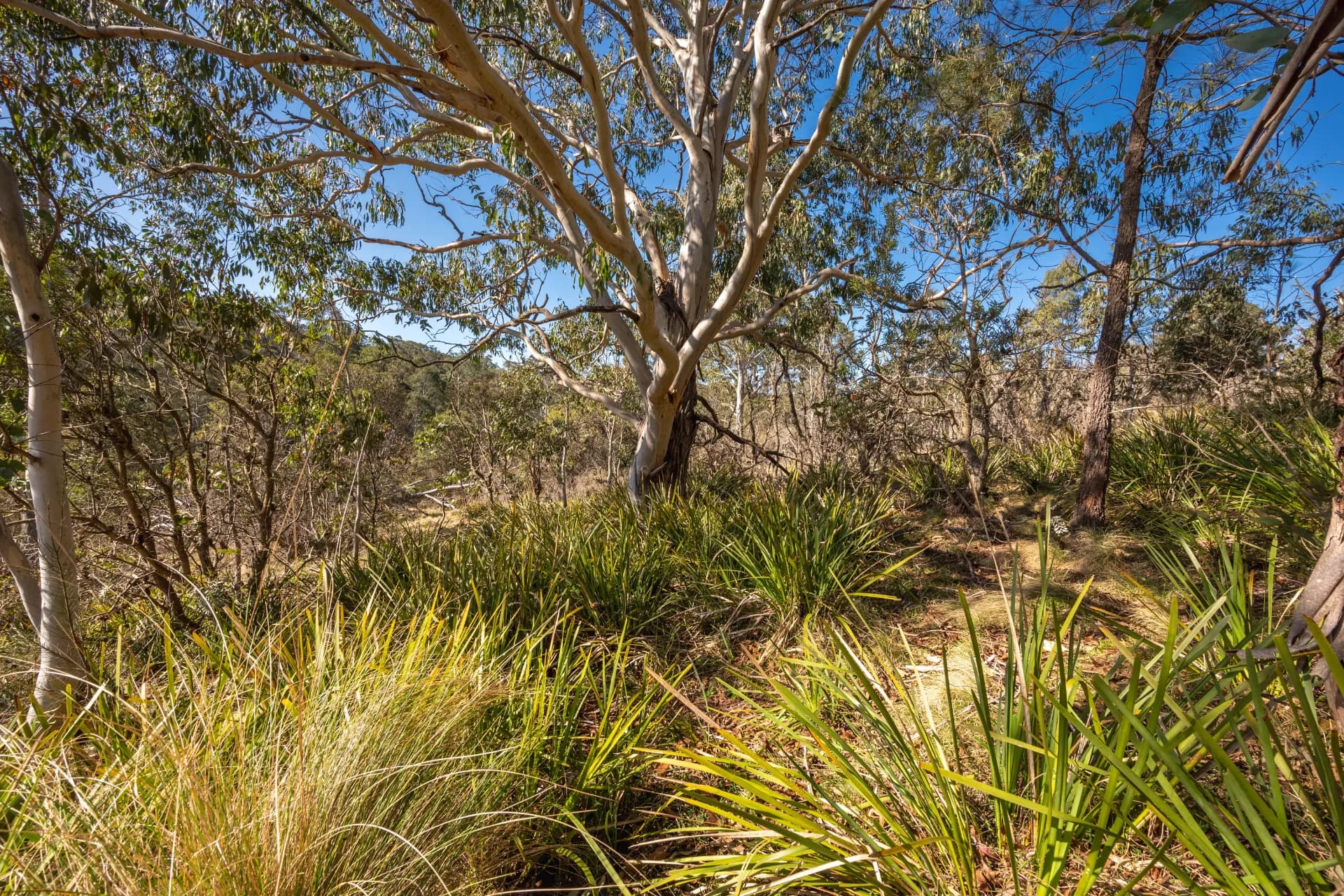 153 Blue Bush  Road, Wyanbene, NSW, Wyanbene - Thumbnail 6