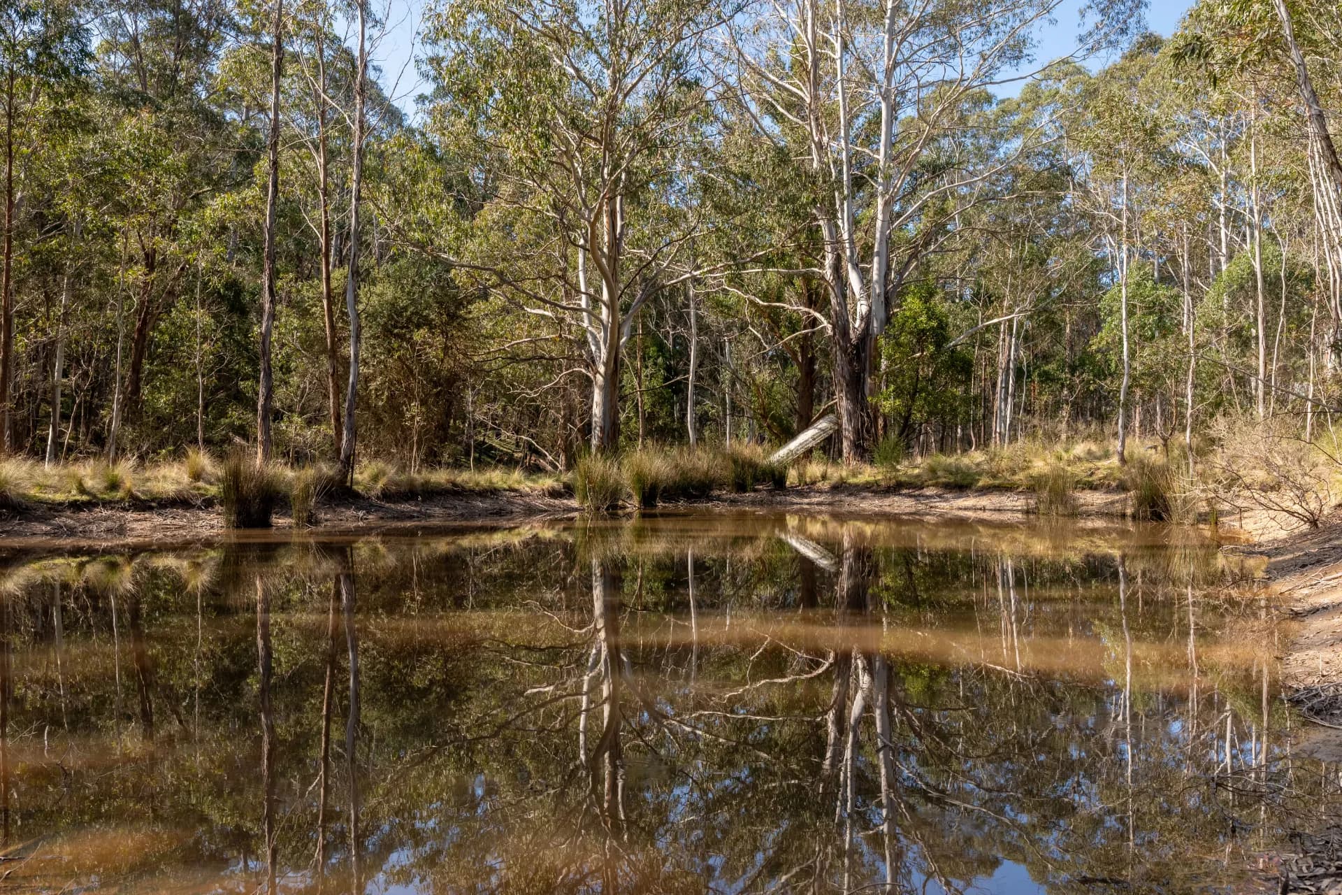 153 Blue Bush  Road, Wyanbene, NSW, Wyanbene - Thumbnail 8