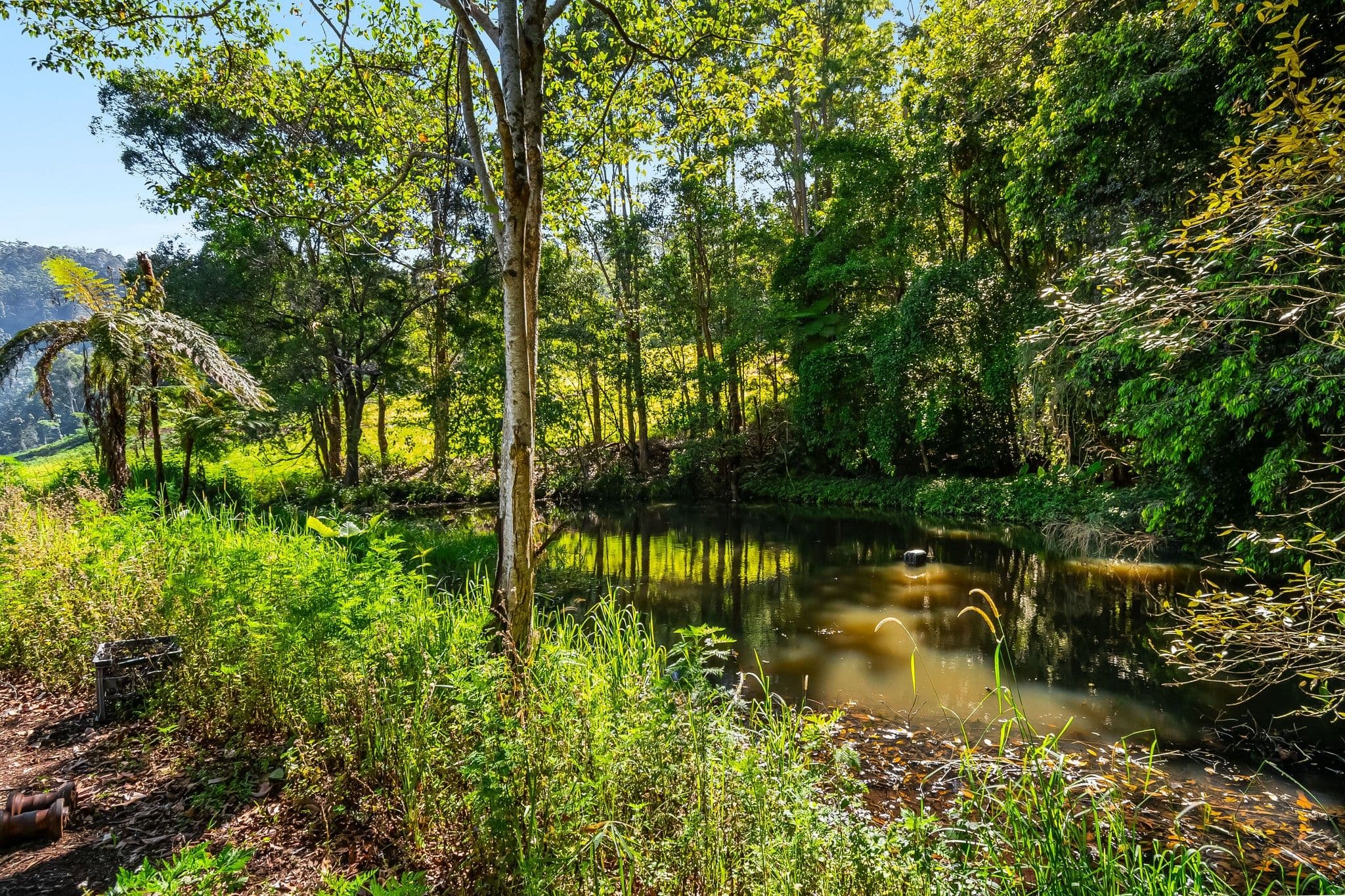 217 Goonengerry Mill Road, Goonengerry NSW 2482, Goonengerry - Thumbnail 6
