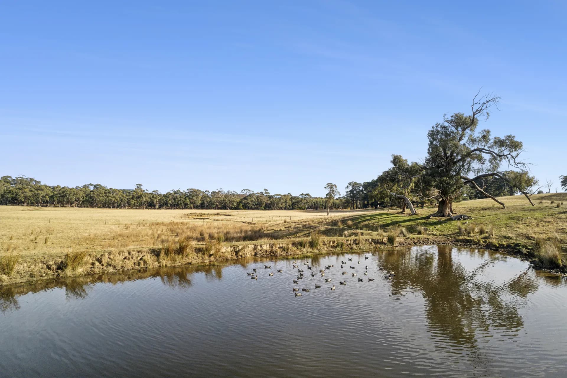 Lot 1, 104 Holcombe Road, Glenlyon, VIC, Glenlyon - Thumbnail 8