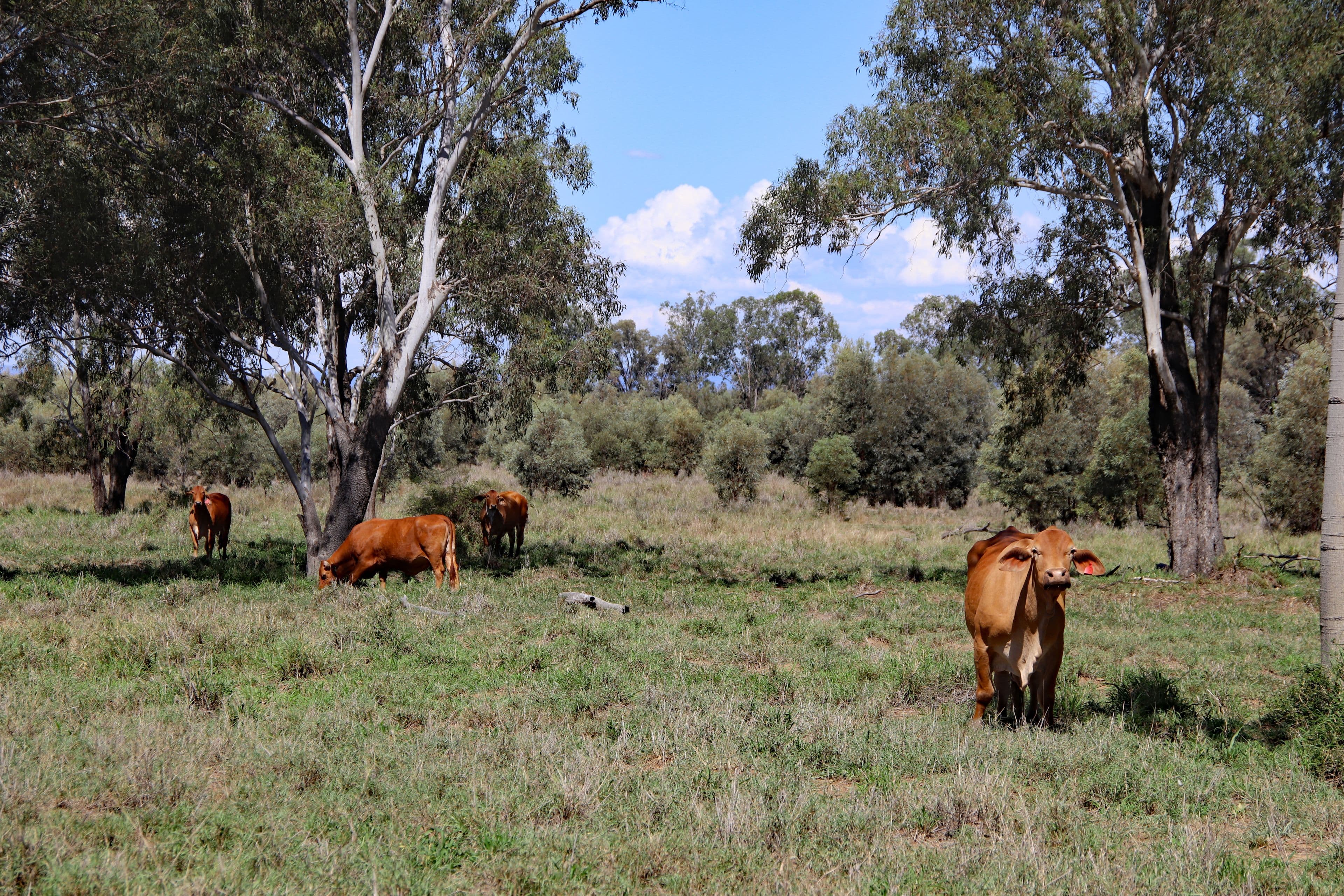 "Bundara" 400 Prospect Creek Goovigen Road, Orange Creek QLD 4715, Orange Creek - Thumbnail 2