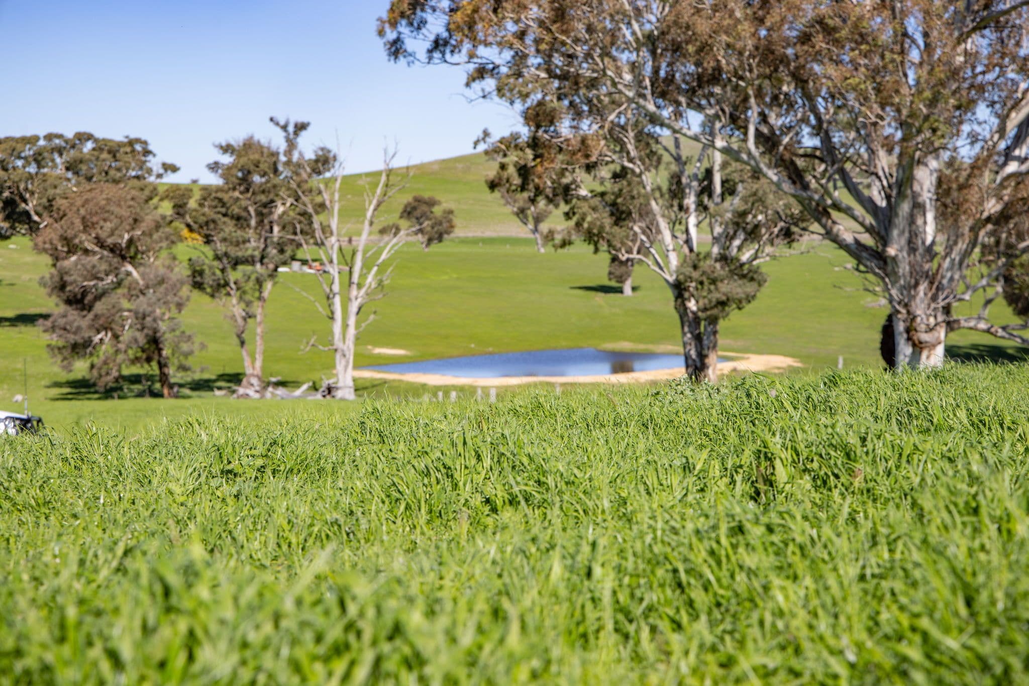 "Cottage Farm" 1001 Cooks Hill Road, Yass NSW 2582, Yass - Thumbnail 8