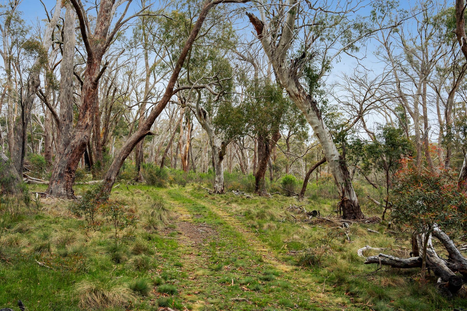 153 Wiarborough Road, Wiarborough - Thumbnail 6
