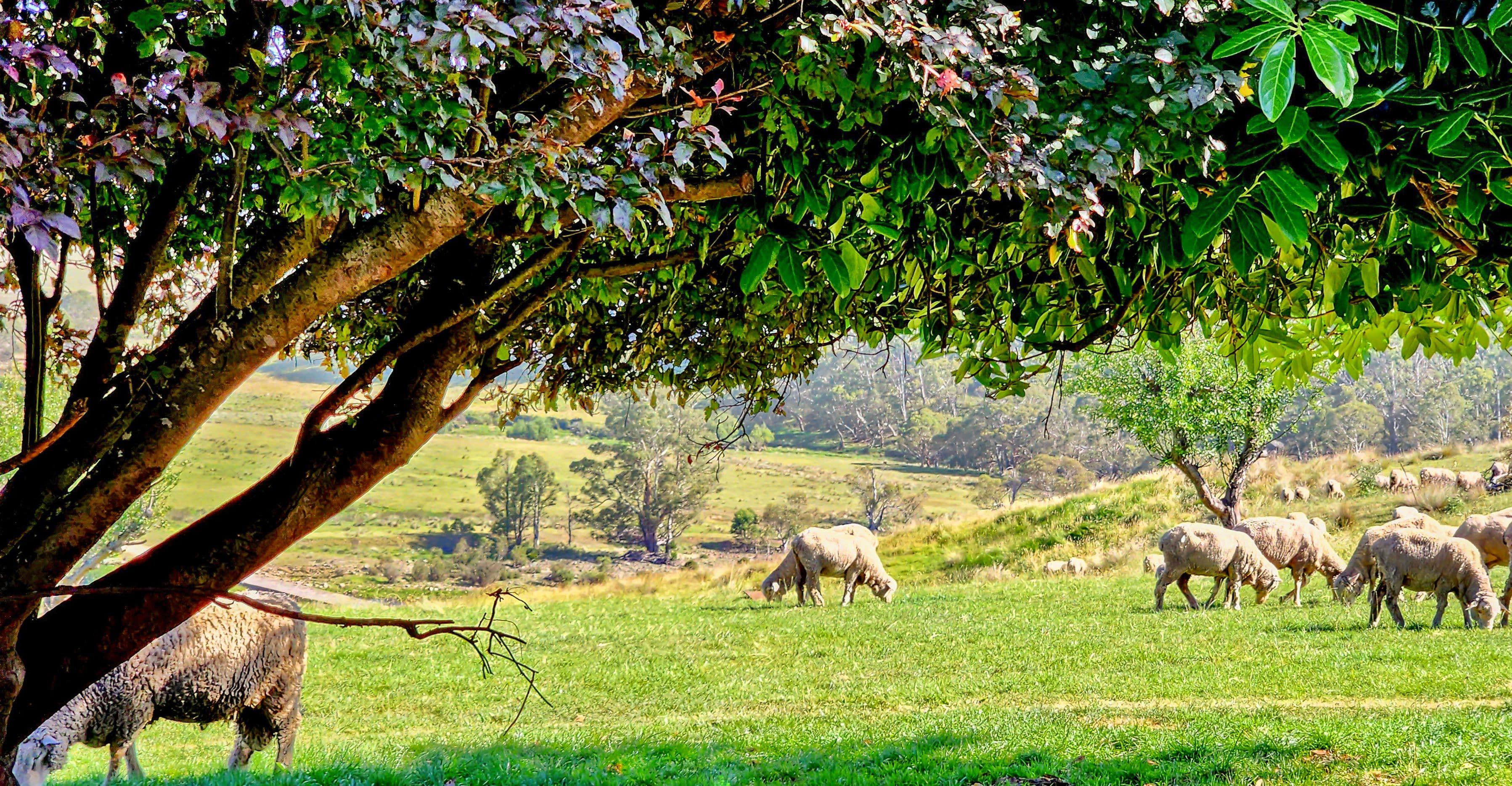148 Ferndale Road, Coolumbooka NSW 2632, Coolumbooka - Thumbnail 2