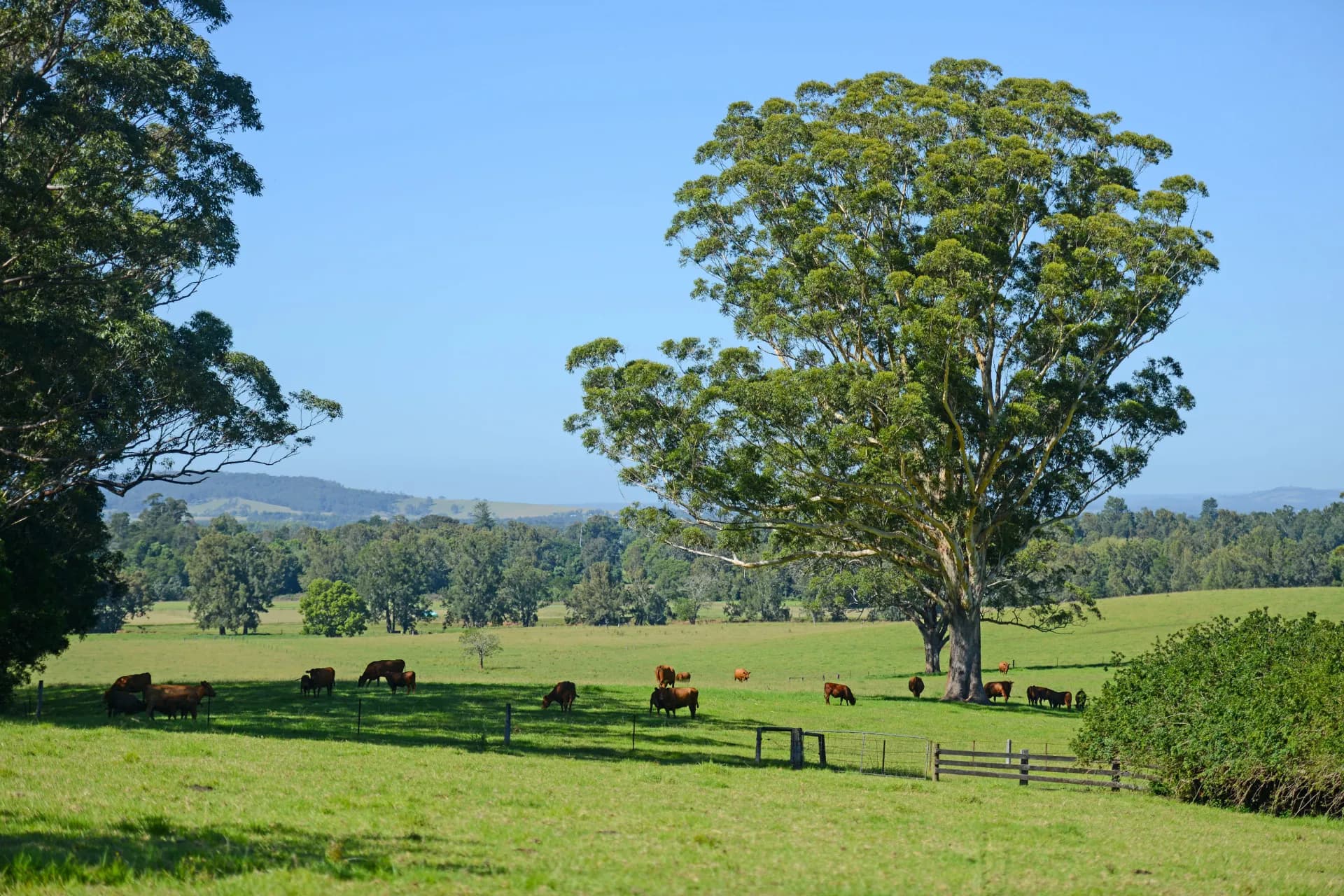 2 Broughton Vale Road, Broughton Vale, NSW, Broughton Vale - Thumbnail 4