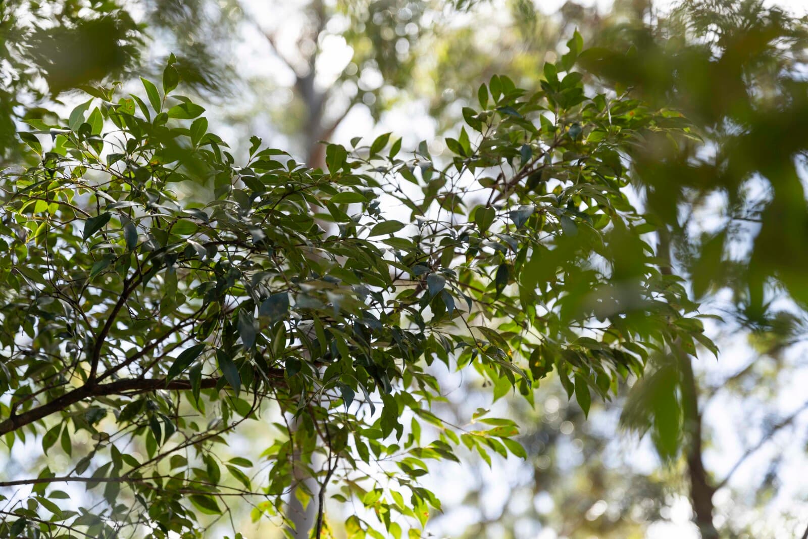 Lot 7 Castle Road Cabarlah QLD 4352, Cabarlah - Thumbnail 5