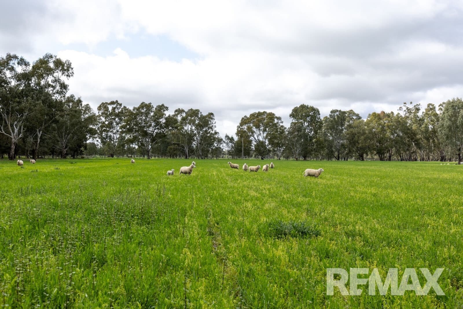 192 Roach Road Moorong NSW 2650, Moorong - Thumbnail 2
