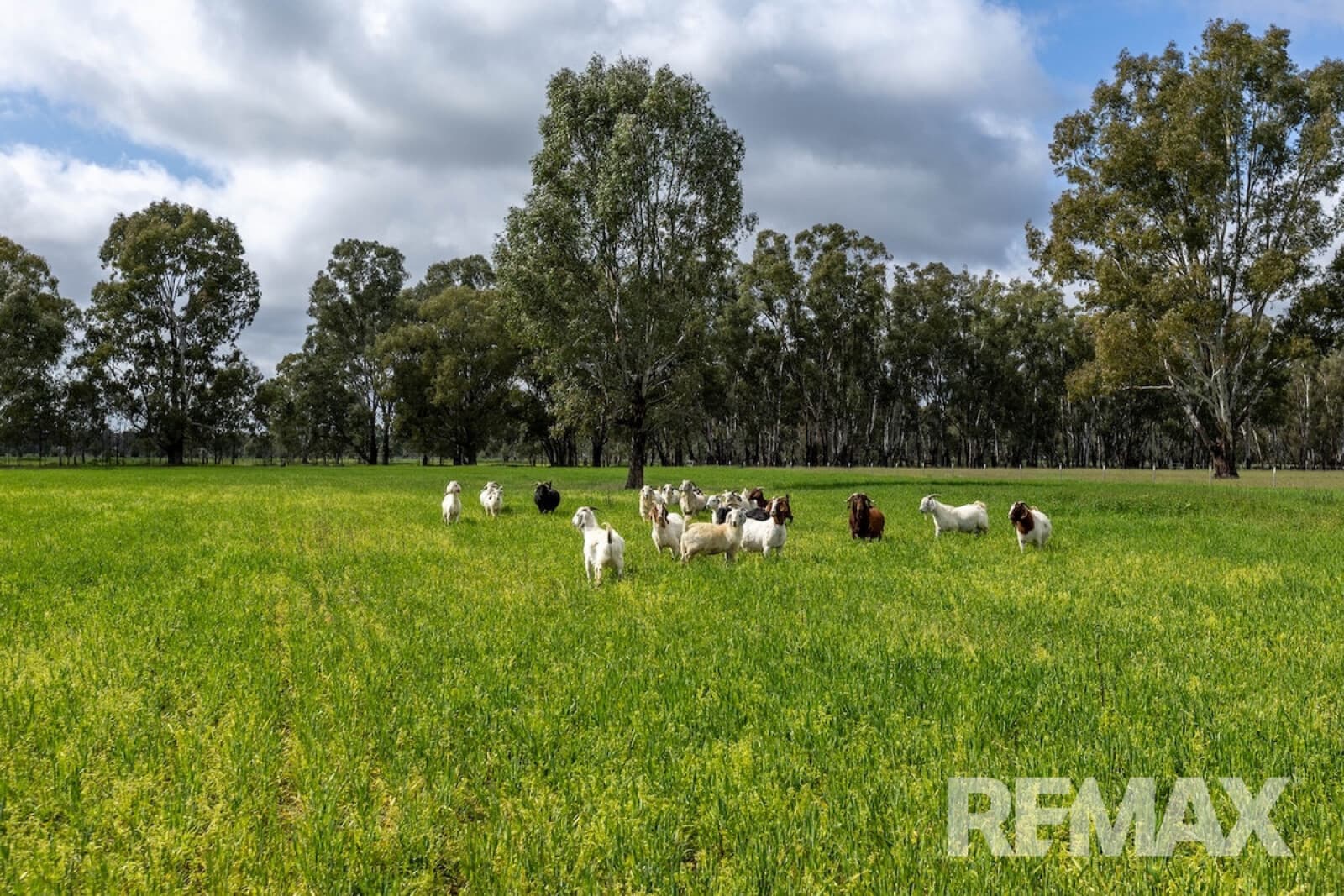 192 Roach Road Moorong NSW 2650, Moorong - Thumbnail 4