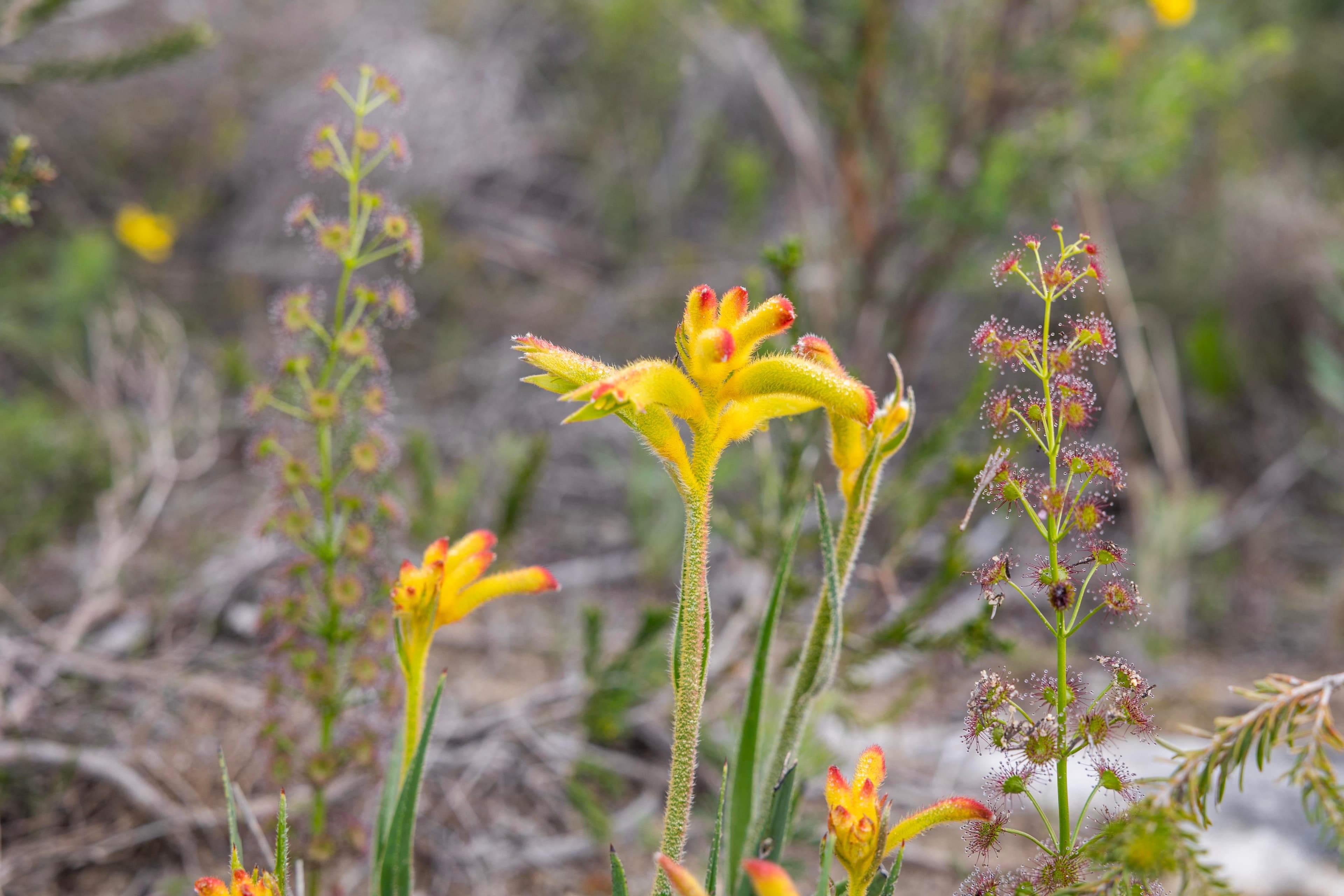 Lot 197 Ridge Way , Jurien Bay WA 6516, Jurien Bay - Thumbnail 7