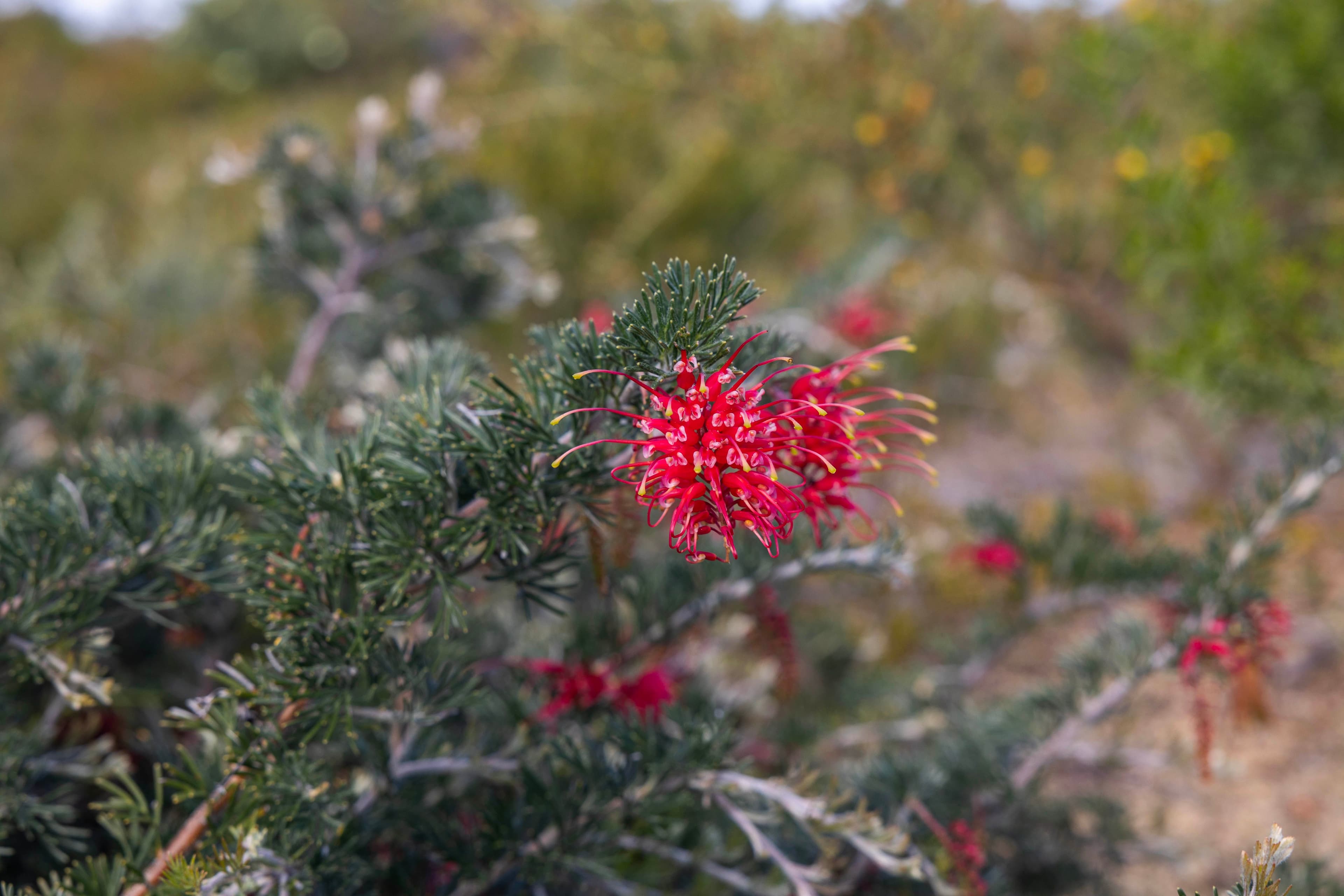 Lot 197 Ridge Way , Jurien Bay WA 6516, Jurien Bay - Thumbnail 8