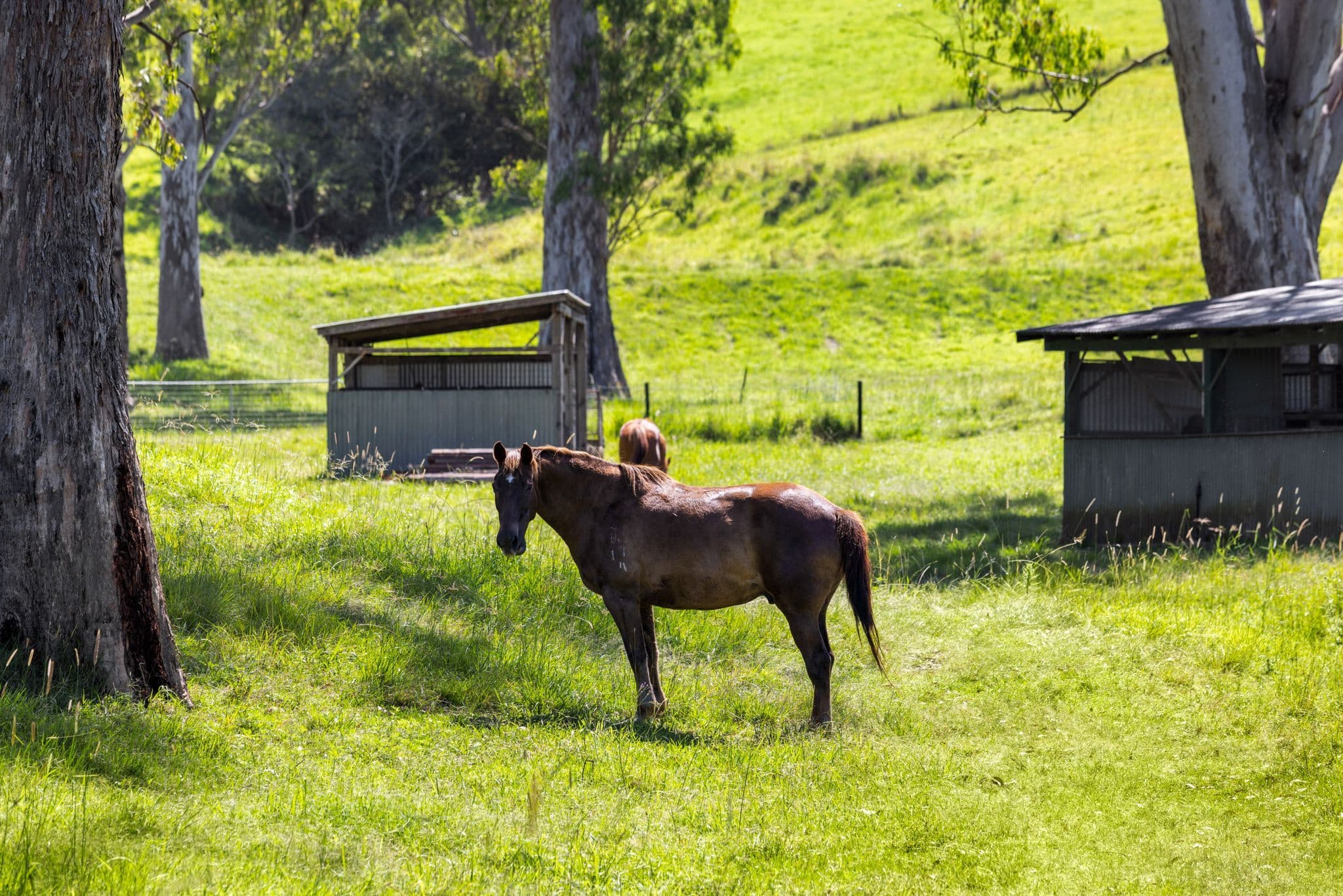 1255 Wiangaree Back Road , Kyogle NSW 2474, Kyogle - Thumbnail 4