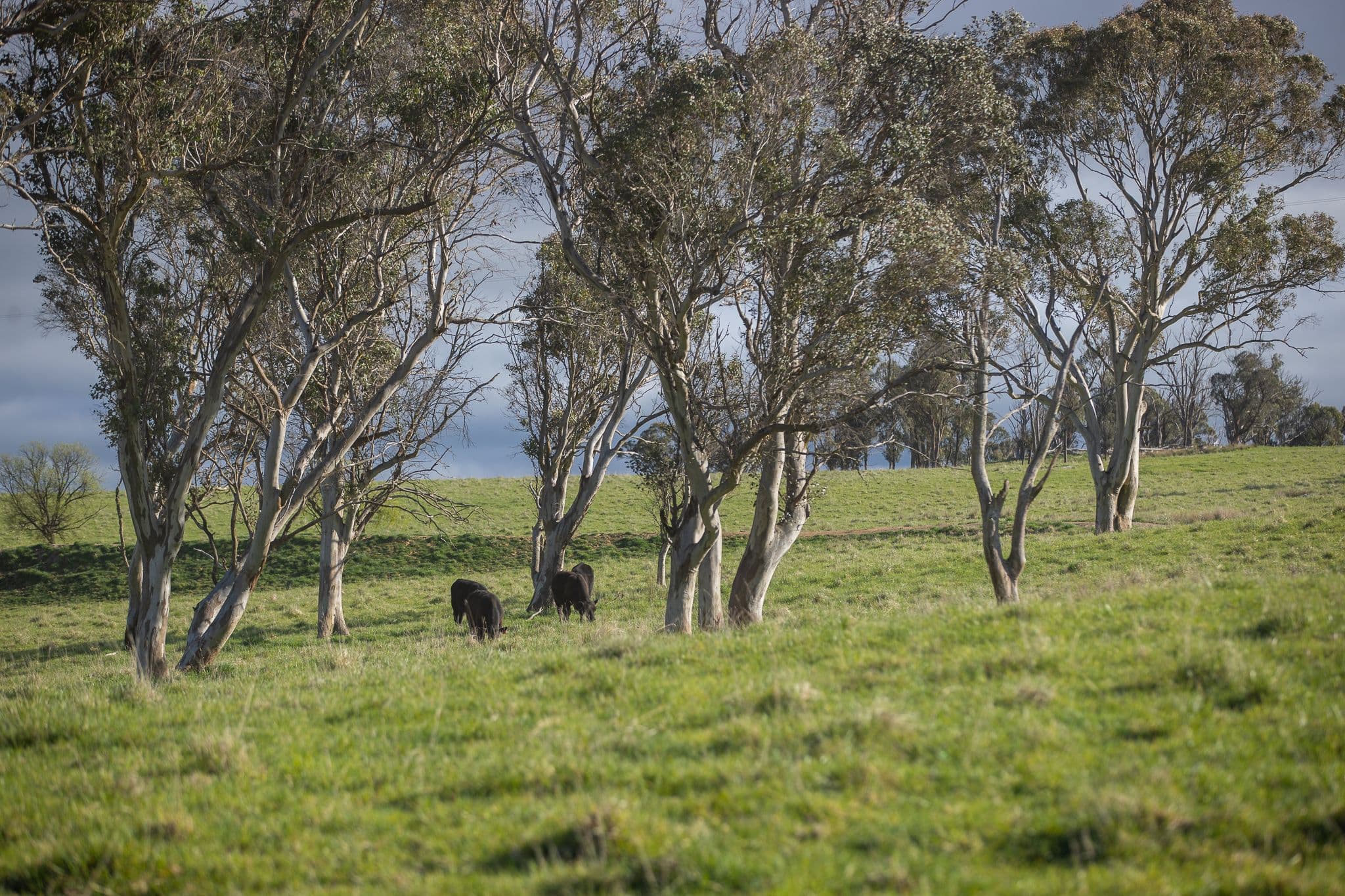 'Ardaminga' Linfield Road , Armidale NSW 2350, Armidale - Thumbnail 8