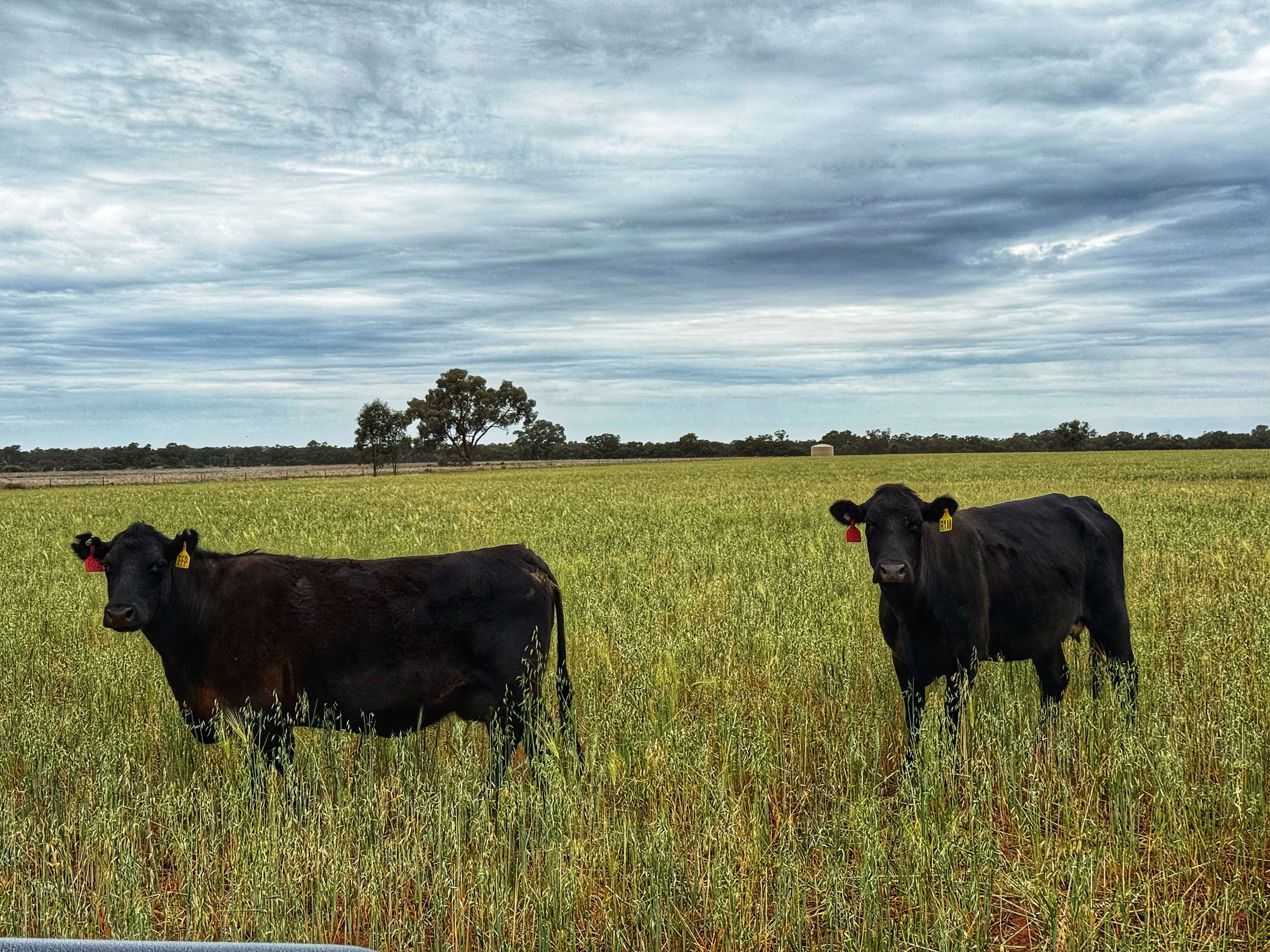 'Napunyah' 1224 Eremeran Road , Condobolin NSW 2877, Condobolin - Image 1