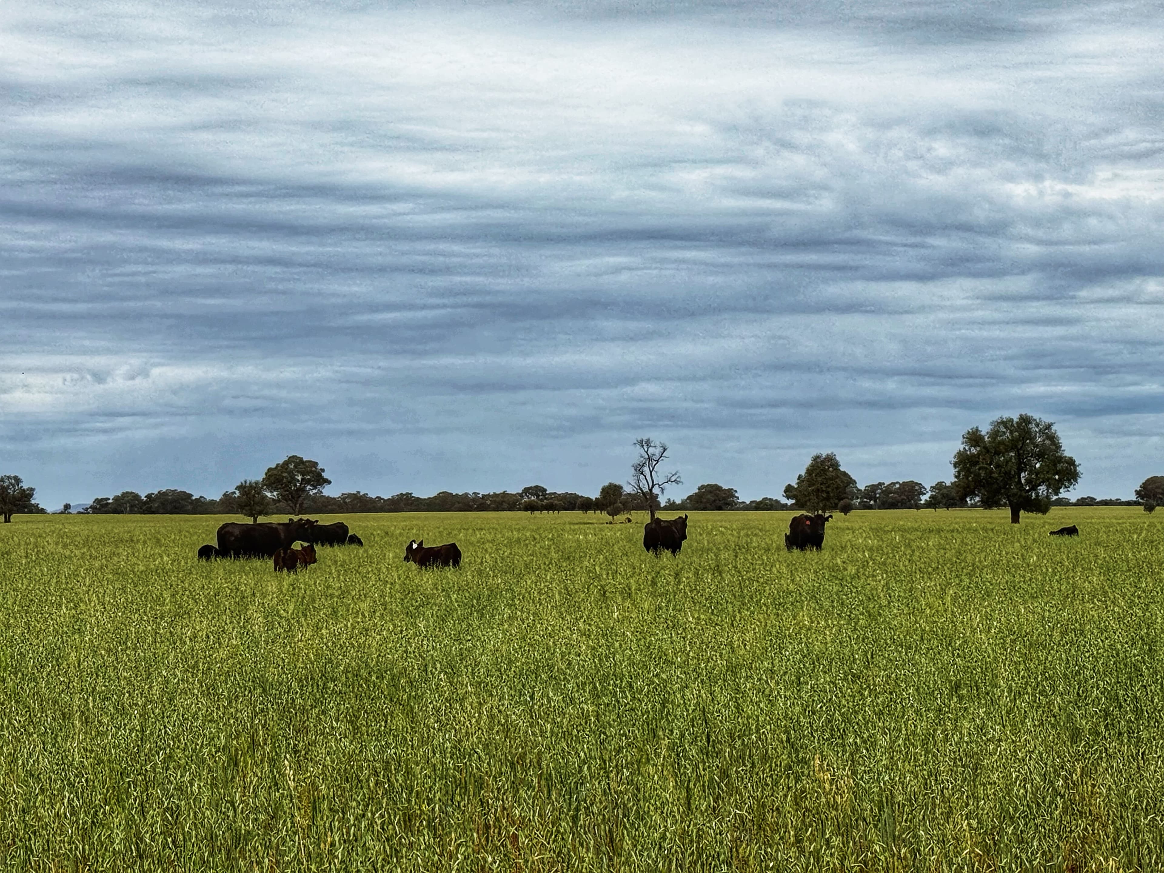 'Napunyah' 1224 Eremeran Road , Condobolin NSW 2877, Condobolin - Thumbnail 8