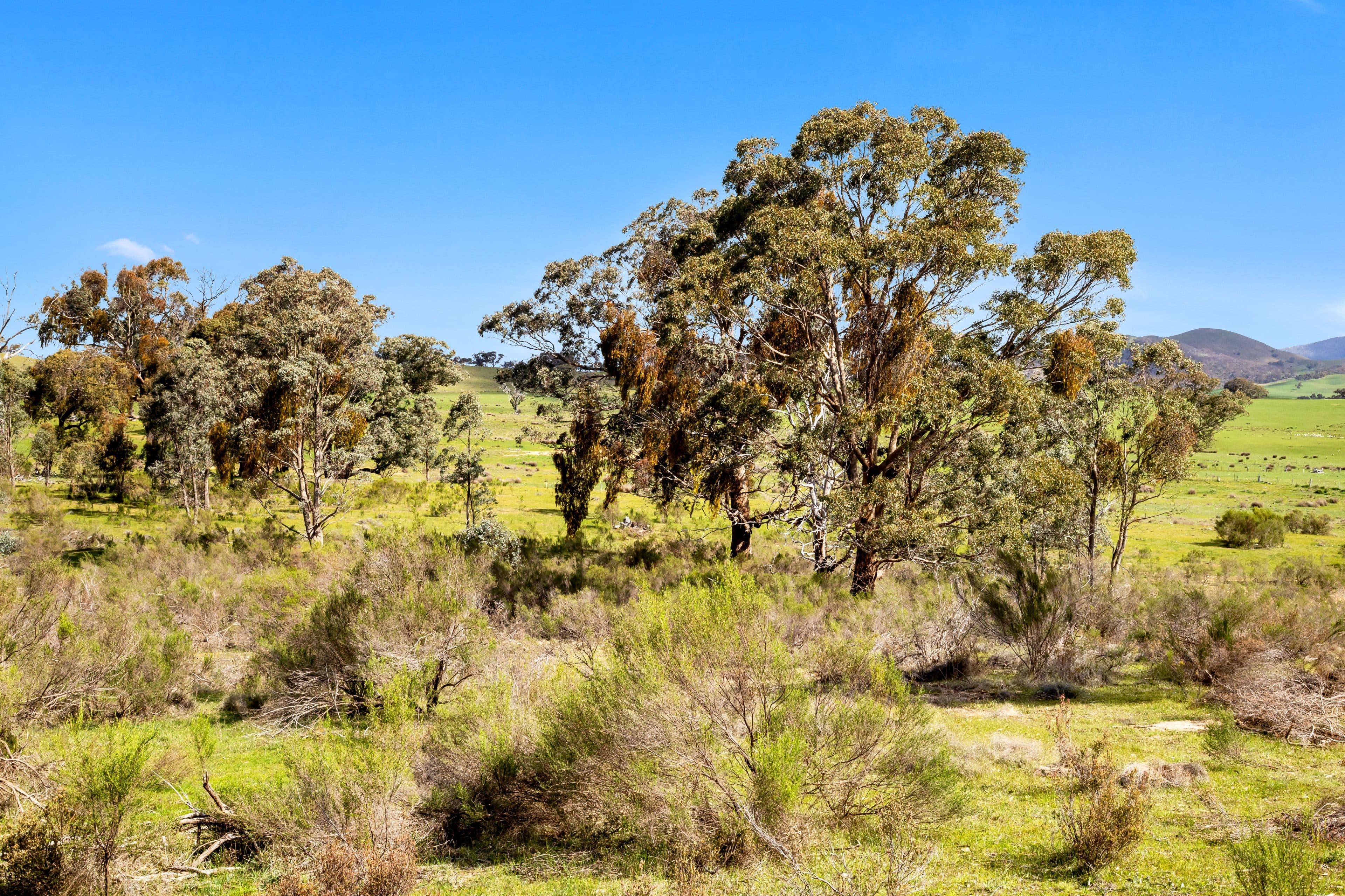 Rifle Range Road, Amphitheatre - Thumbnail 5