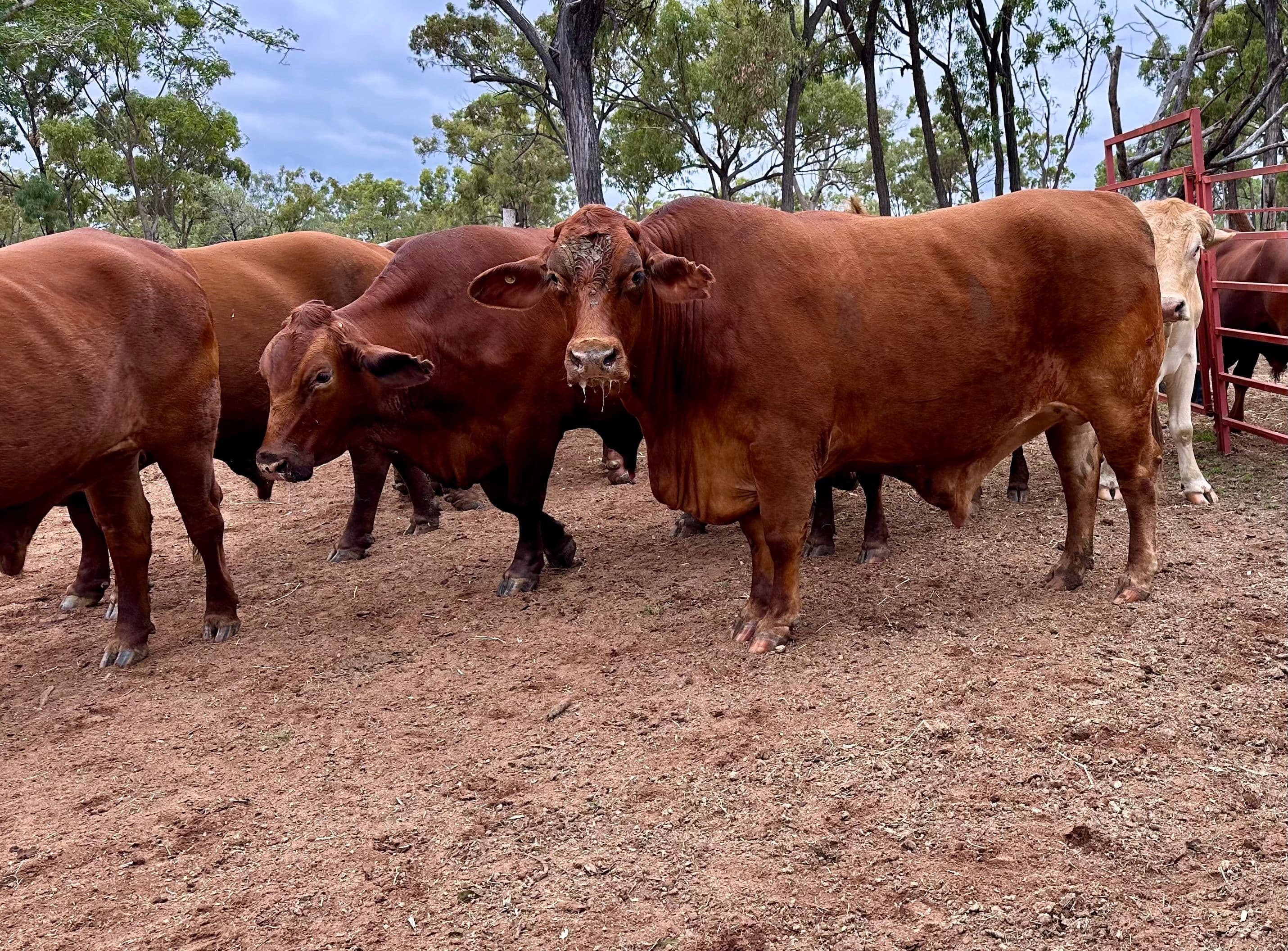 , Charters Towers QLD 4820, Charters Towers City - Thumbnail 6