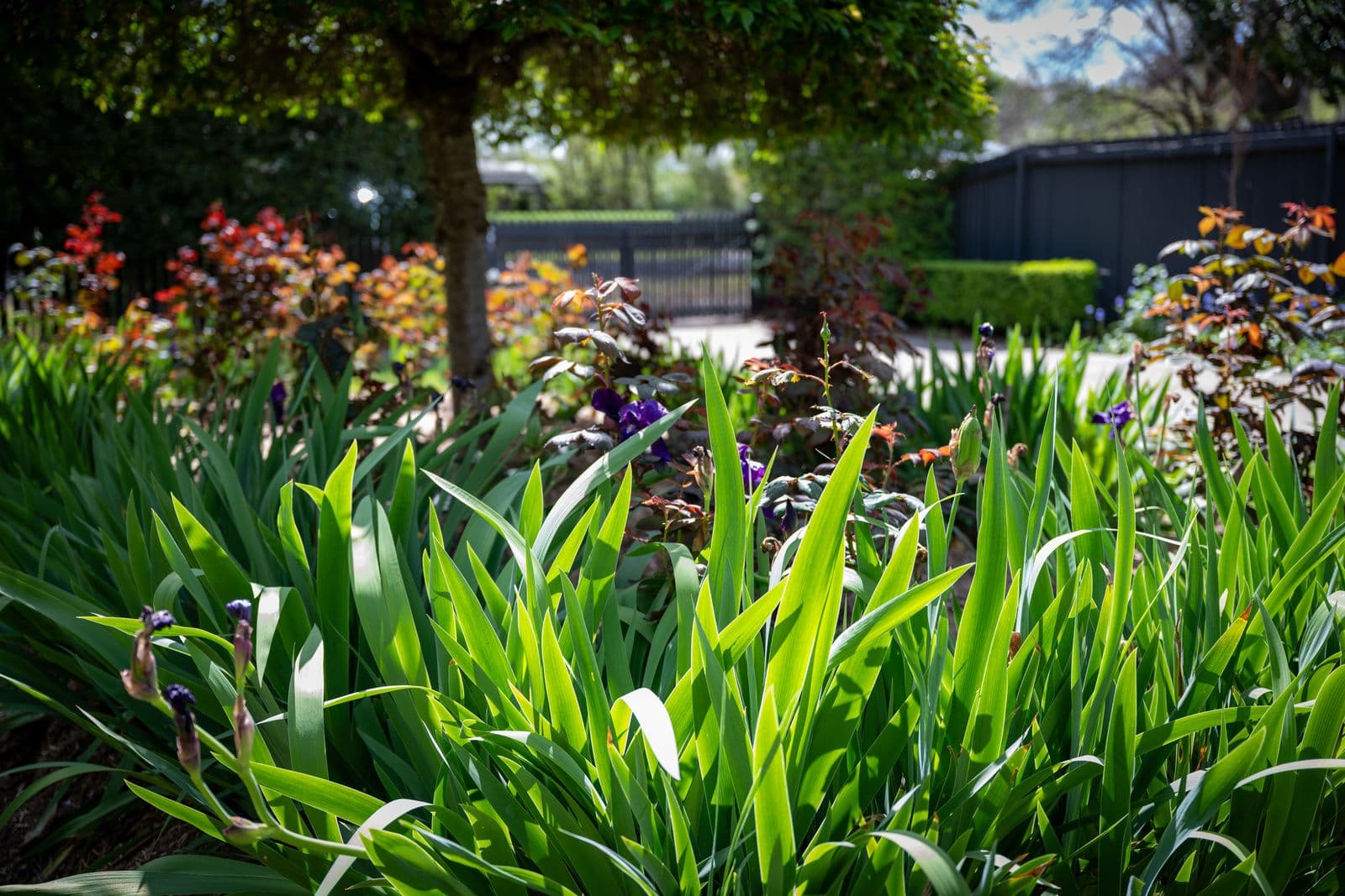 11 Cecil Street , Benalla VIC 3672, Benalla - Thumbnail 6