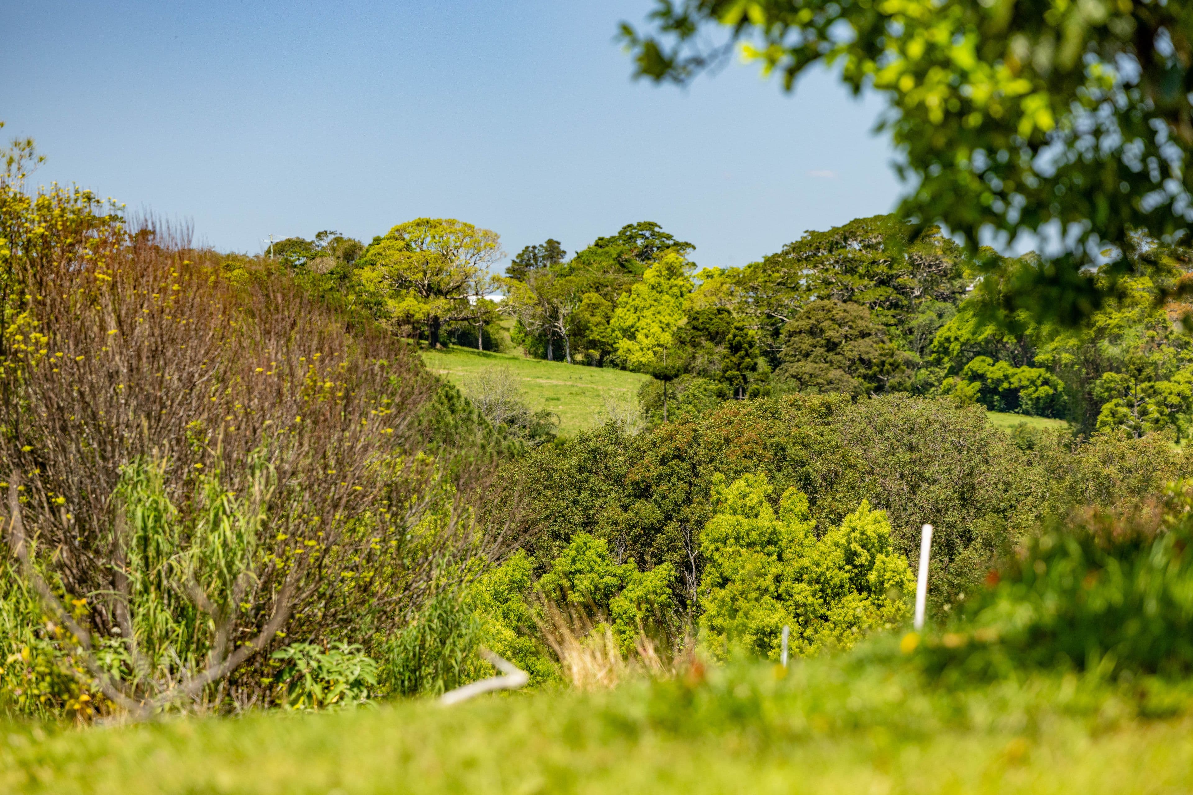 33 Laurel Street , Maleny QLD 4552, Maleny - Thumbnail 3