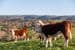 632 Salt Creek Road, YANKALILLA, SA 5203, Yankalilla - Thumbnail 3